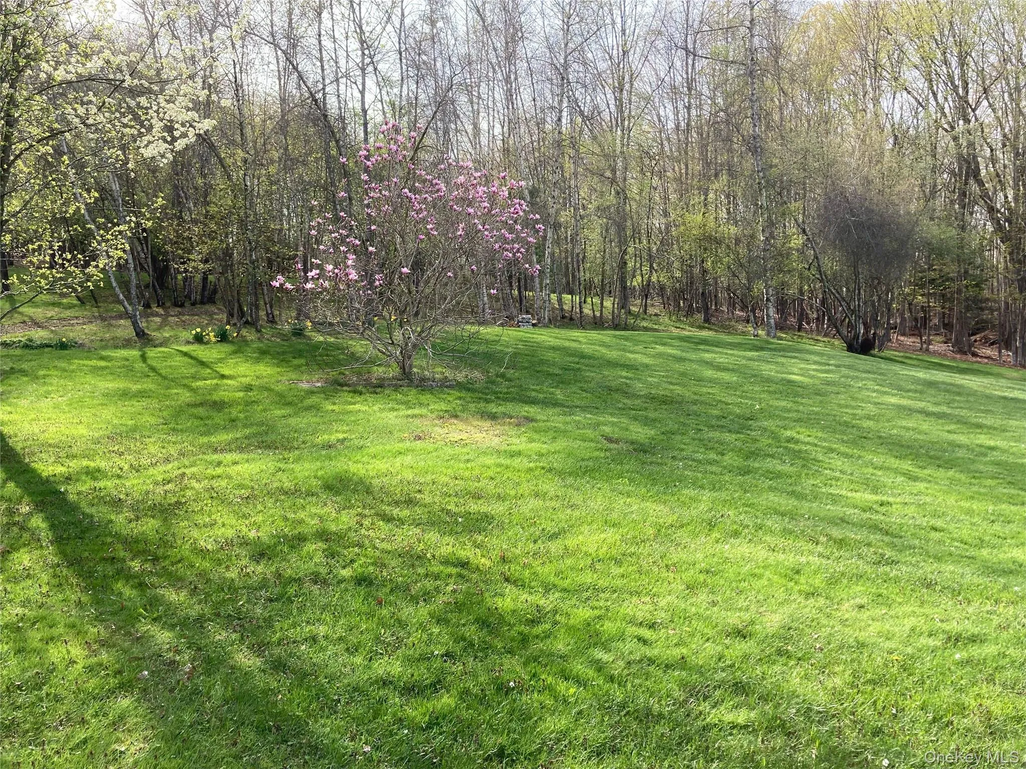 Spring blossoms Spring blossoms