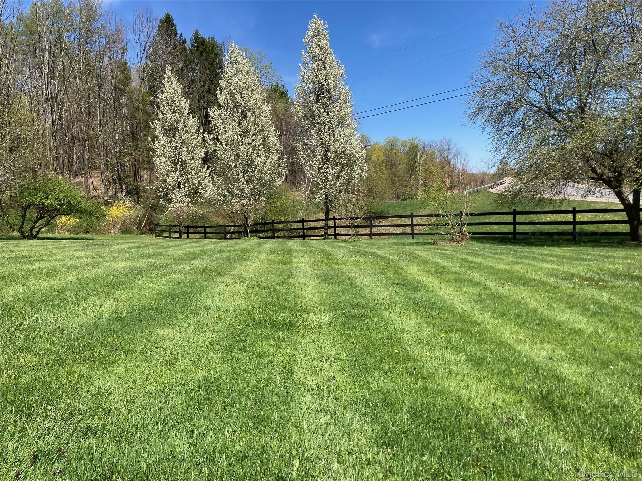 Lush grass, pear trees in spring blossom and the wood fence along Cold Spring Rd Lush grass, pear trees in spring blossom and the wood fence along Cold Spring Rd