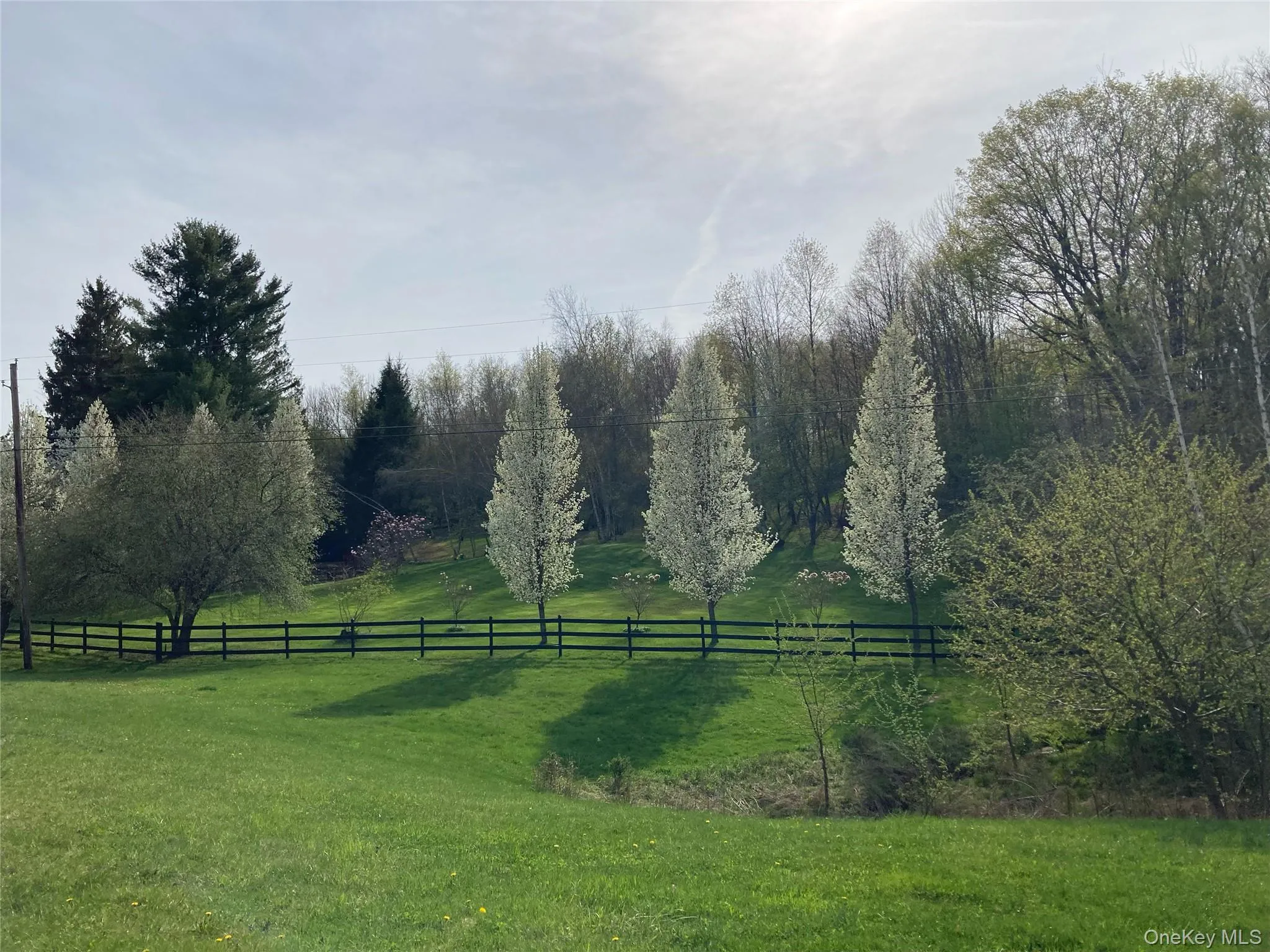 Pear trees in blossom along Cold Spring Rd Pear trees in blossom along Cold Spring Rd