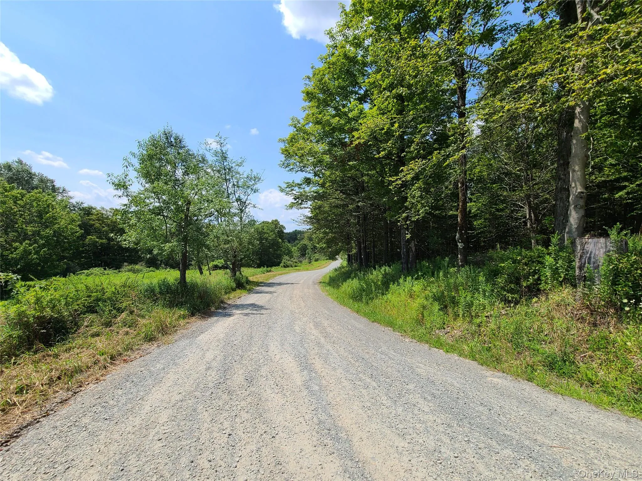 View of dirt / gravel road with a forest view View of dirt / gravel road with a forest view