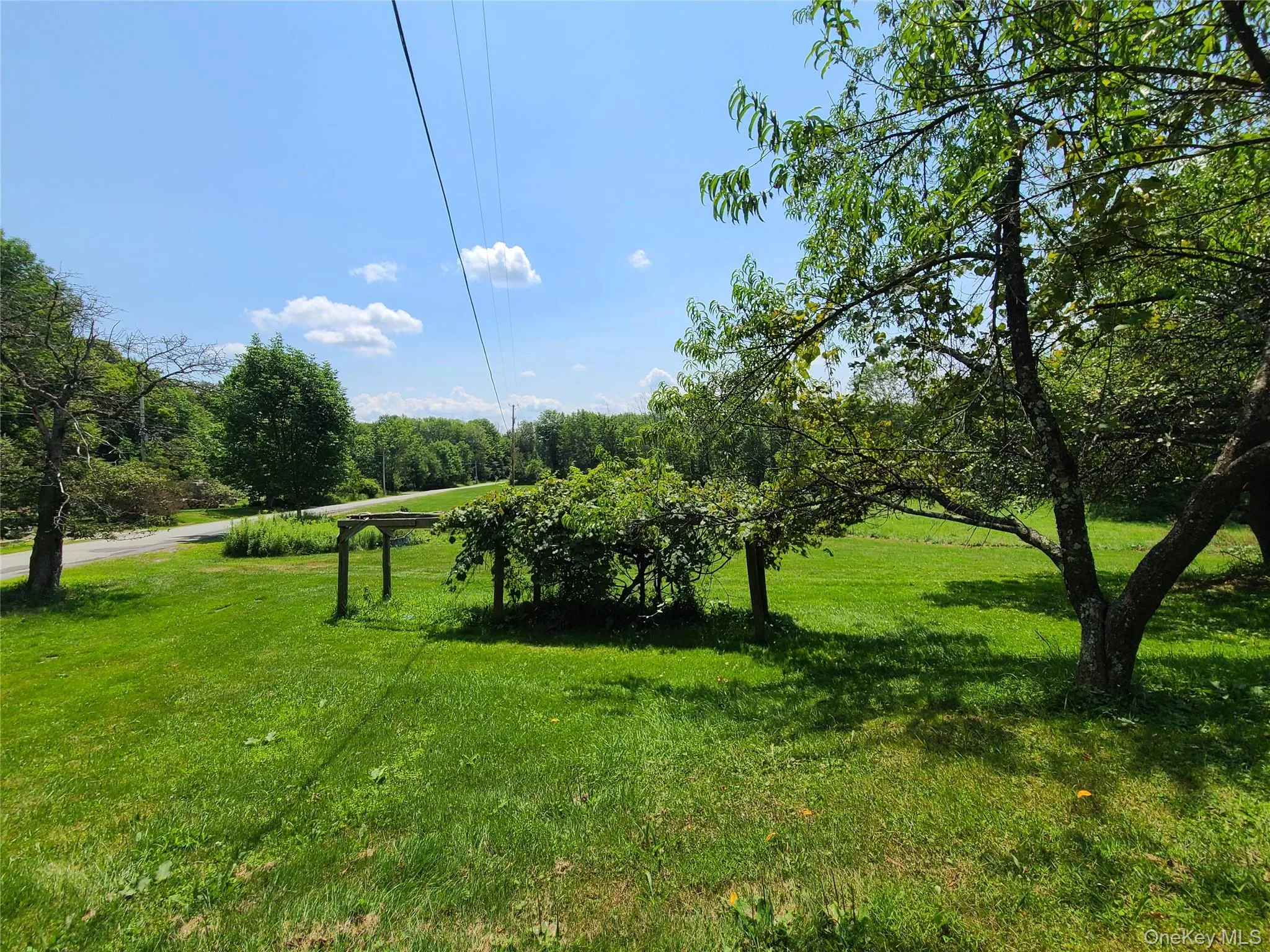 View of grassy yard, grapes and peach tree View of grassy yard, grapes and peach tree