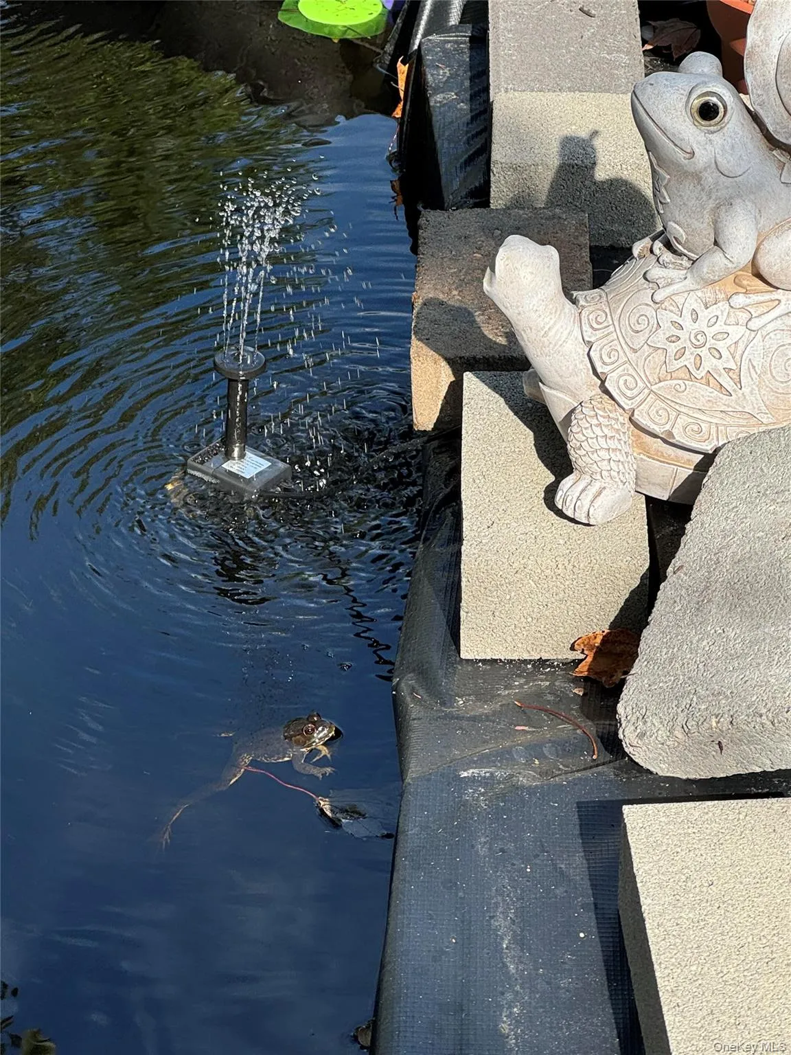 frogs in pond frogs in pond