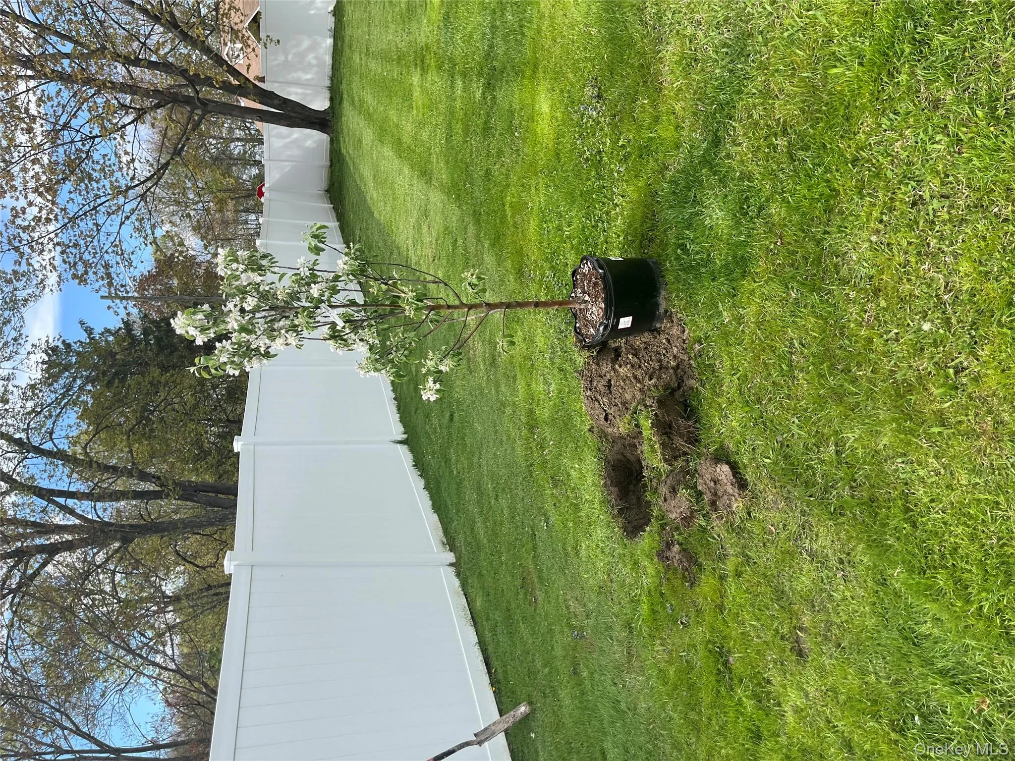 one of the many fruit trees planted one of the many fruit trees planted