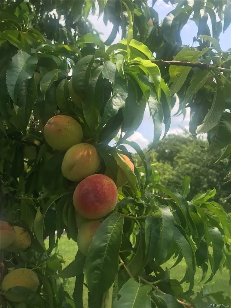 Stroll through the orchard and enjoy your many types of fruit trees including cherry, apple, pear! Stroll through the orchard and enjoy your many types of fruit trees including cherry, apple, pear!