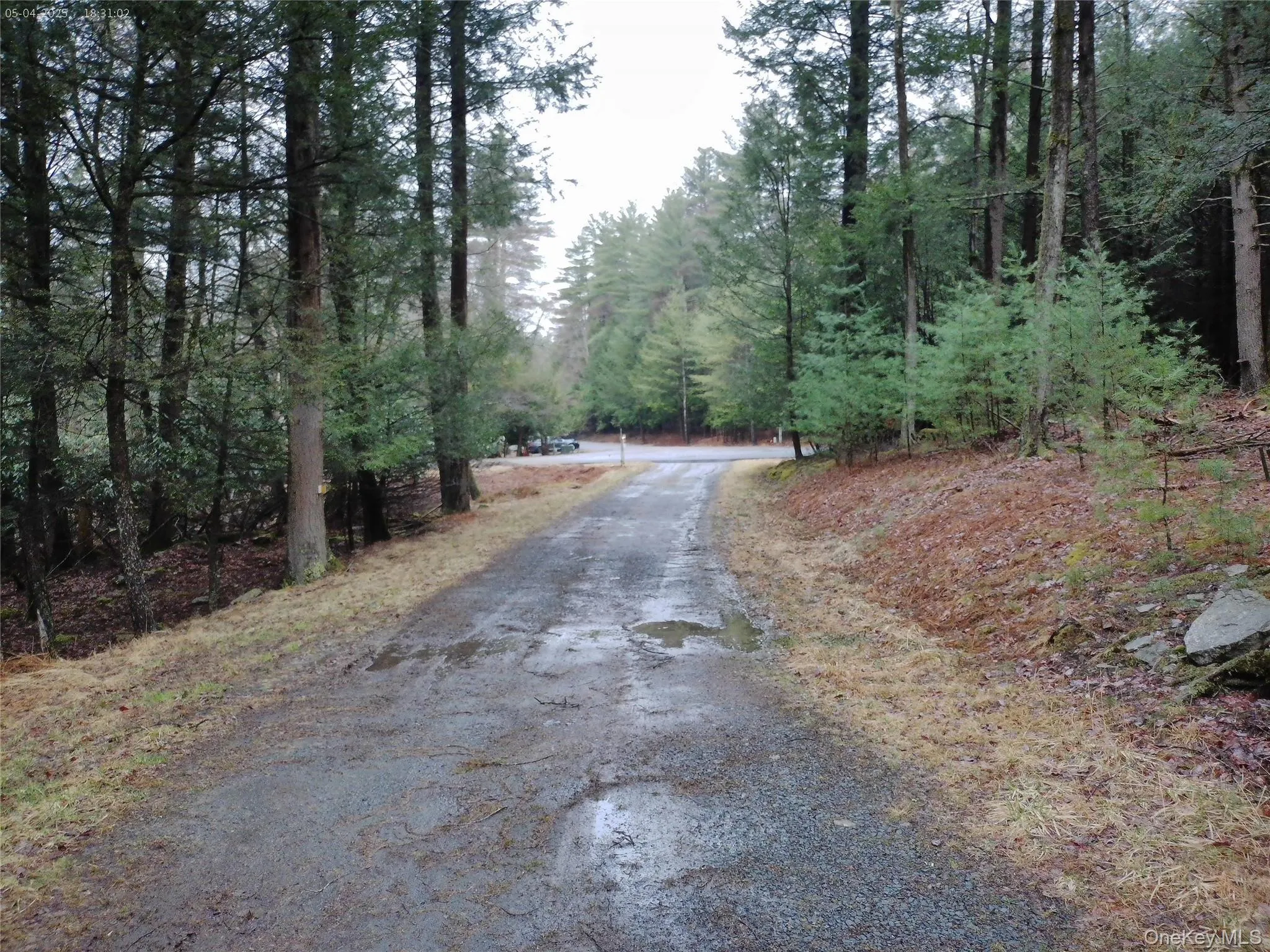 View of street with a forest view View of street with a forest view