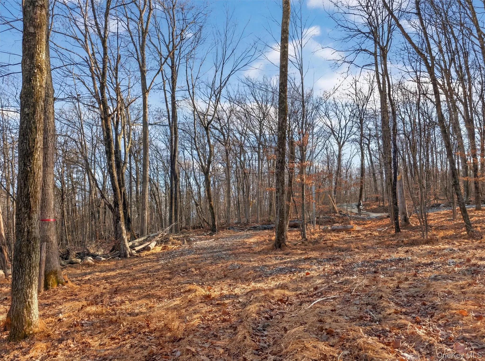 Lenni Lenape Avenue, Mamakating, NY, ,Land,For Rent,Lenni Lenape,0,972900 Lenni Lenape Avenue, Mamakating, NY, ,Land,For Rent,Lenni Lenape,0,972900