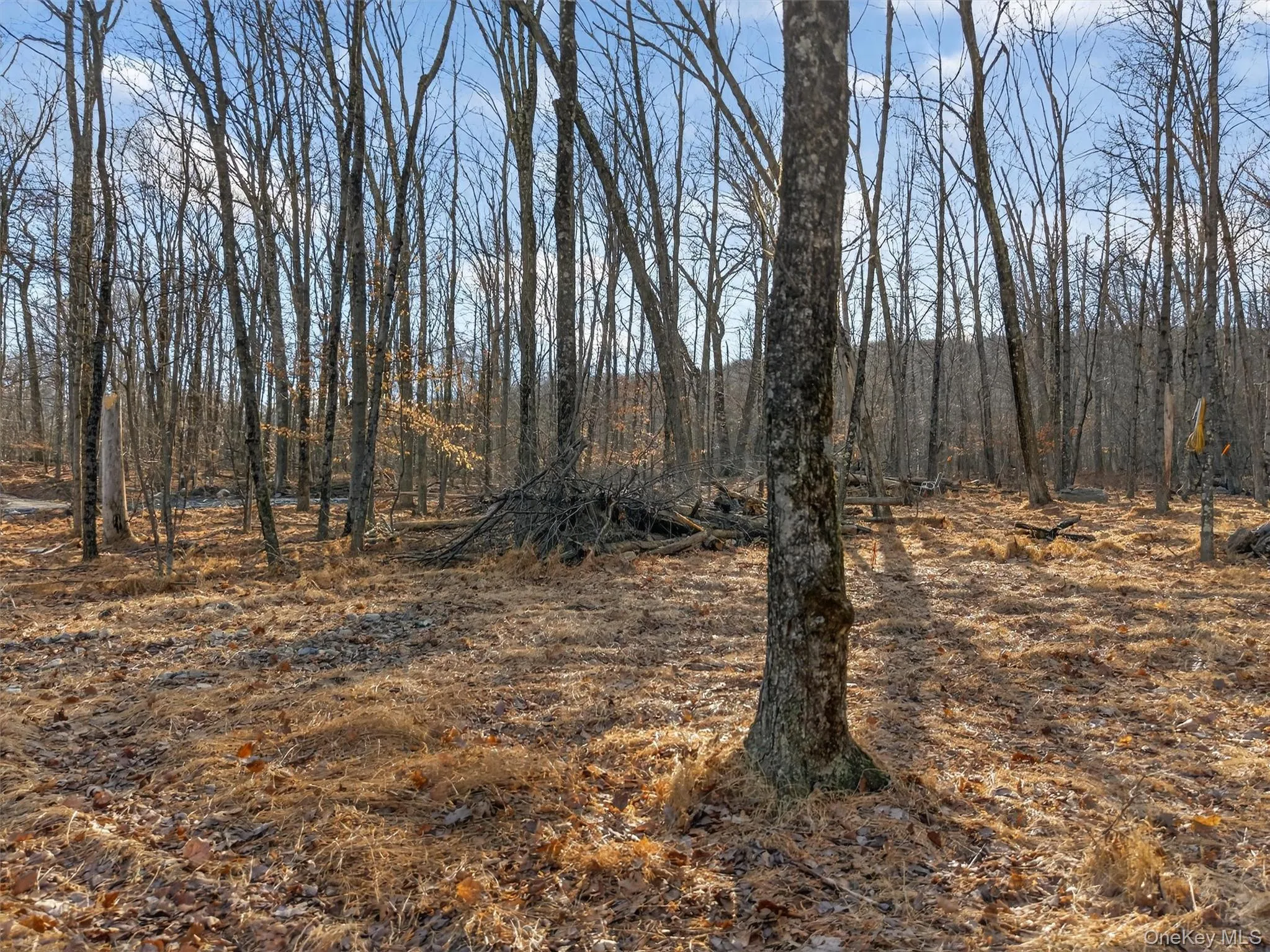 Lenni Lenape Avenue, Mamakating, NY, ,Land,For Rent,Lenni Lenape,0,972900 Lenni Lenape Avenue, Mamakating, NY, ,Land,For Rent,Lenni Lenape,0,972900