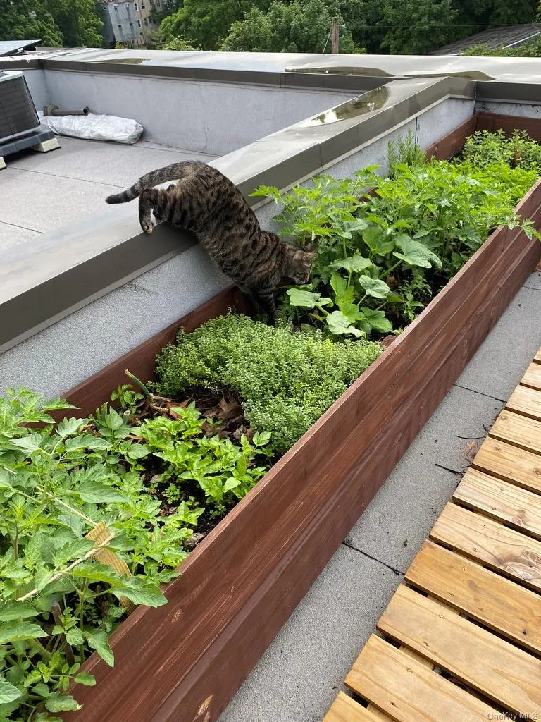 Area to plant your own garden on upper deck / terrace Area to plant your own garden on upper deck / terrace
