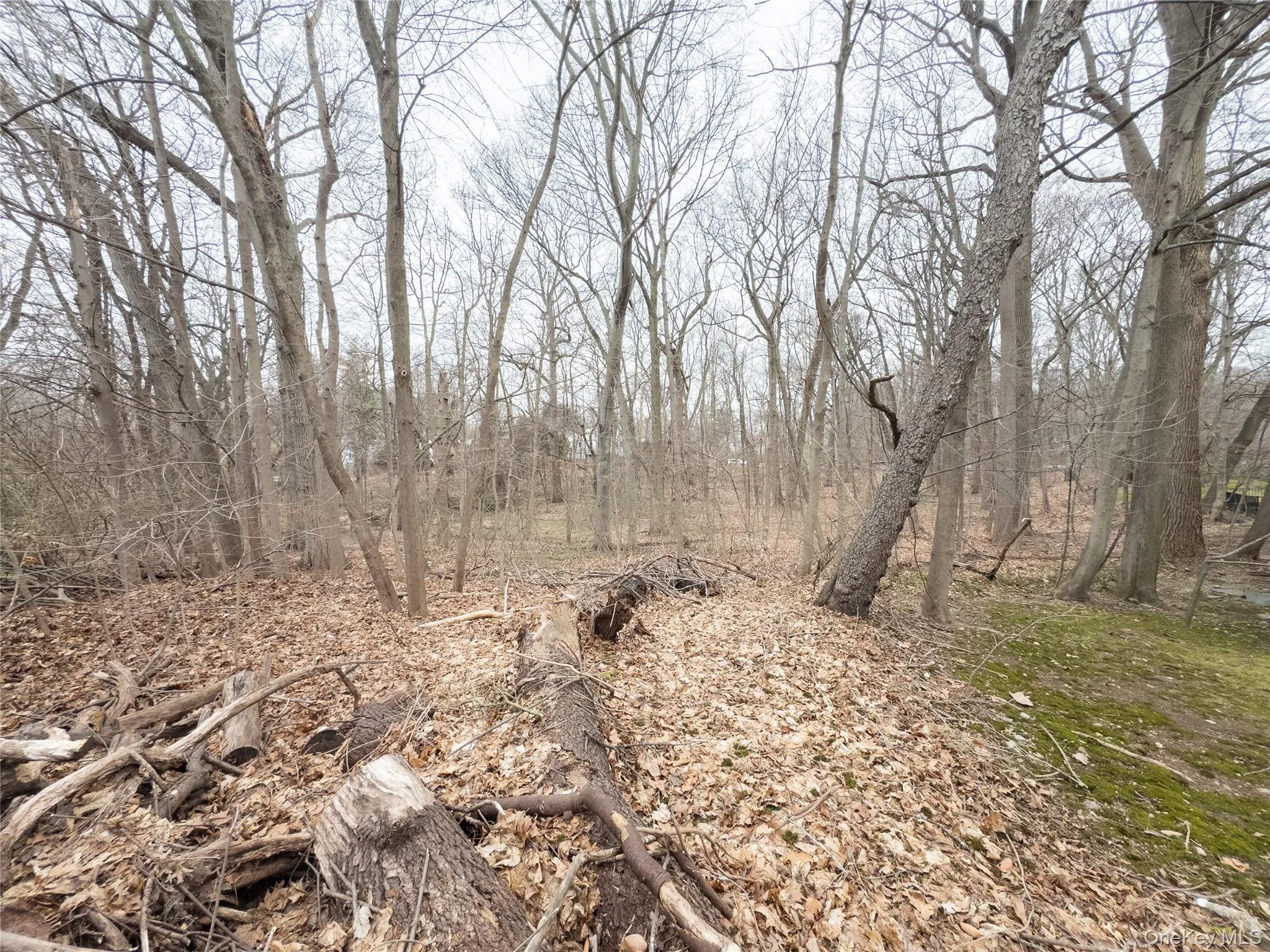 Hunts Woods Hunts Woods