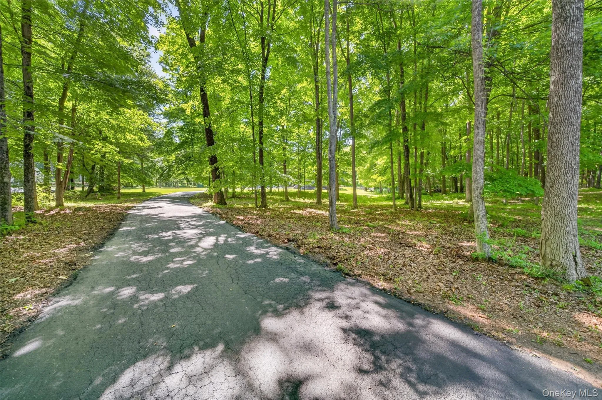 Driveway feels like you are in a forest Driveway feels like you are in a forest