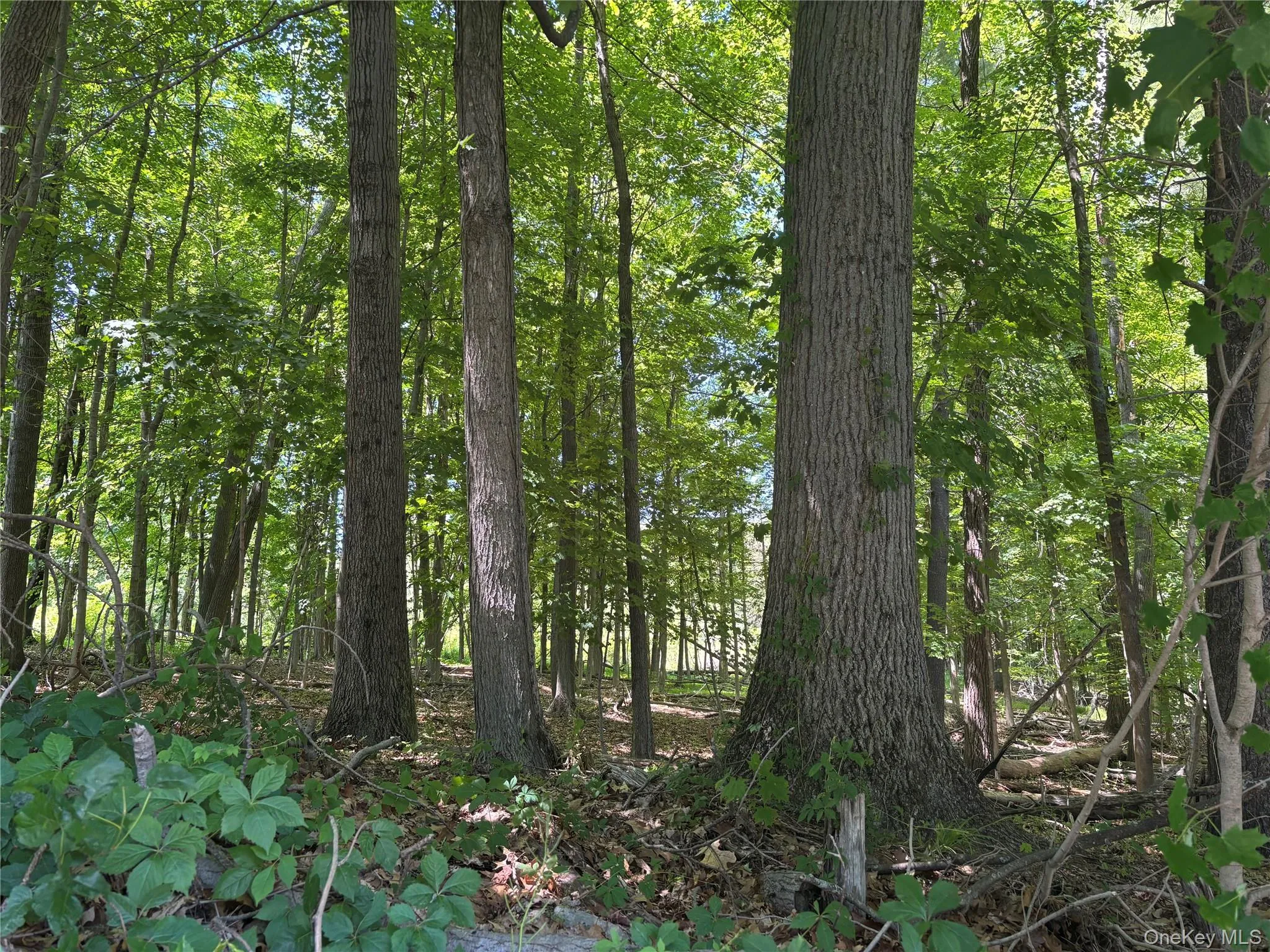 0 Smith Road, La Grange, NY, ,Land,For Rent,Smith,0,977843 0 Smith Road, La Grange, NY, ,Land,For Rent,Smith,0,977843