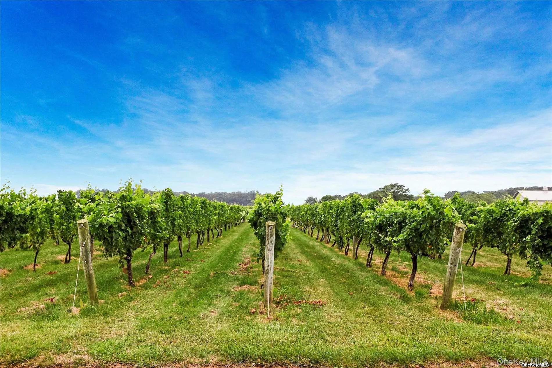 Local Vineyard Local Vineyard