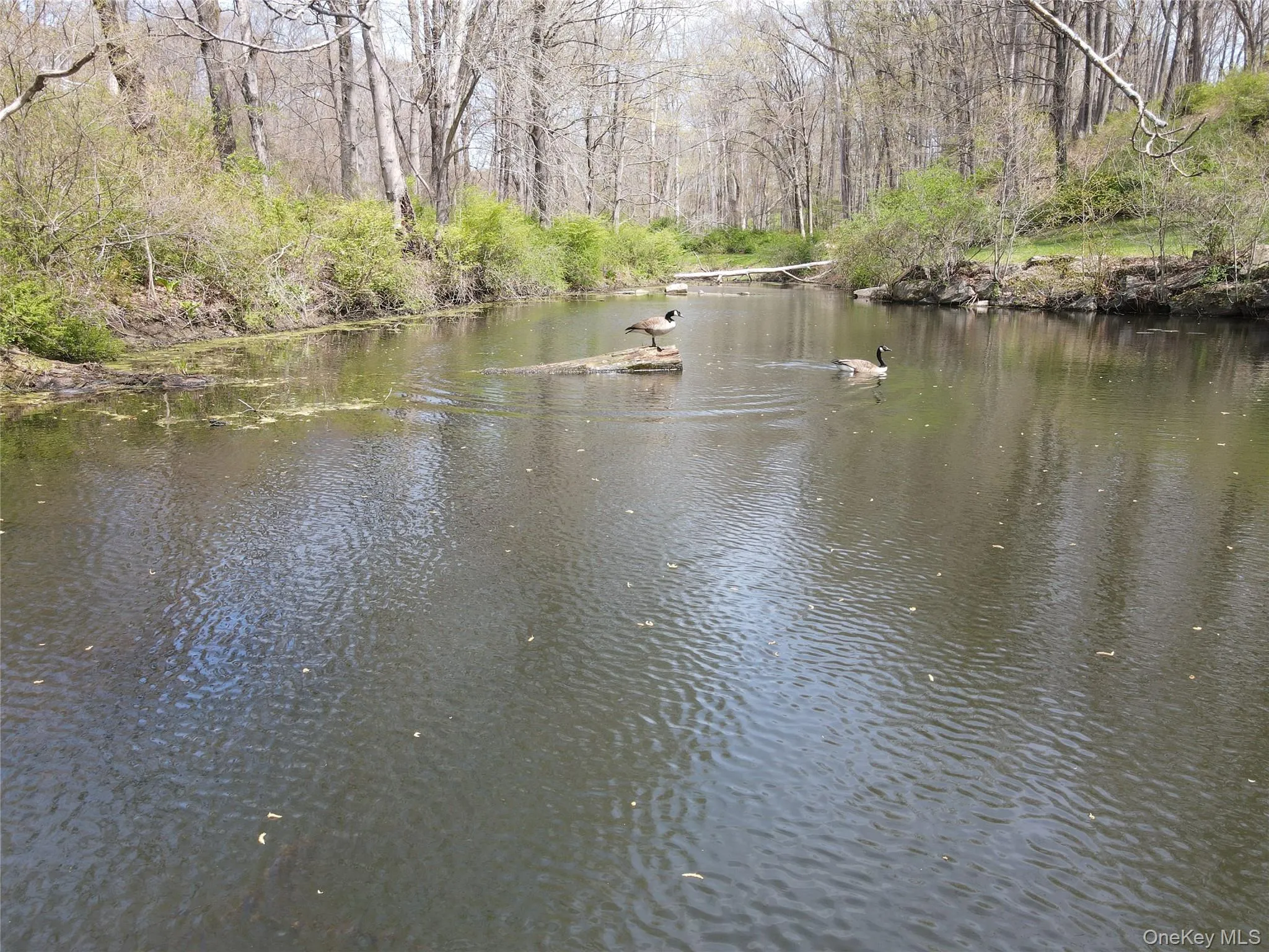 54 Cross Pond Road, Lewisboro, NY, 4 Bedrooms Bedrooms, 11 Rooms Rooms,4 BathroomsBathrooms,Residential,For Rent,Cross Pond,0,979591 54 Cross Pond Road, Lewisboro, NY, 4 Bedrooms Bedrooms, 11 Rooms Rooms,4 BathroomsBathrooms,Residential,For Rent,Cross Pond,0,979591