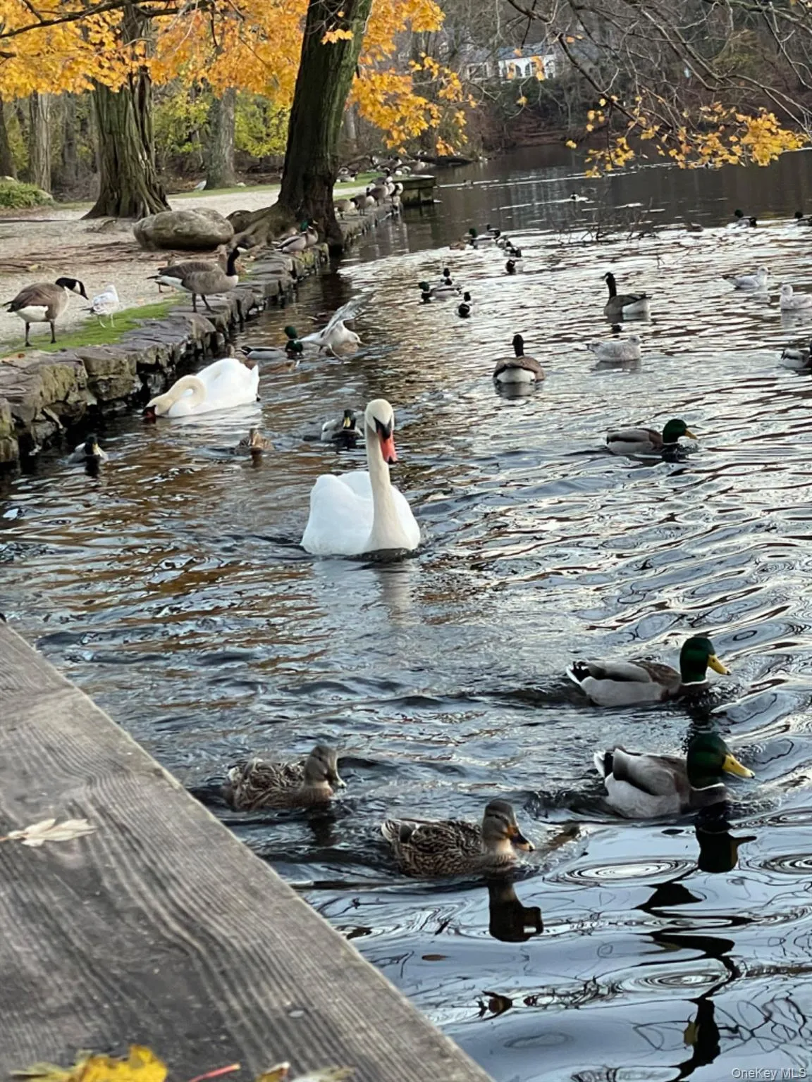 18 Bayles Avenue, Brookhaven, NY, 4 Bedrooms Bedrooms, 10 Rooms Rooms,2 BathroomsBathrooms,Residential Lease,For Rent,Bayles,0,979803 18 Bayles Avenue, Brookhaven, NY, 4 Bedrooms Bedrooms, 10 Rooms Rooms,2 BathroomsBathrooms,Residential Lease,For Rent,Bayles,0,979803