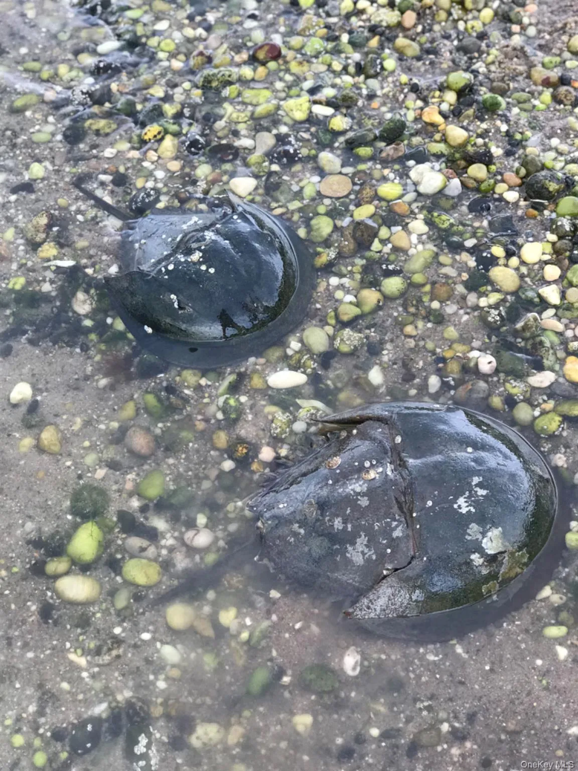 18 Bayles Avenue, Brookhaven, NY, 4 Bedrooms Bedrooms, 10 Rooms Rooms,2 BathroomsBathrooms,Residential Lease,For Rent,Bayles,0,979803 18 Bayles Avenue, Brookhaven, NY, 4 Bedrooms Bedrooms, 10 Rooms Rooms,2 BathroomsBathrooms,Residential Lease,For Rent,Bayles,0,979803