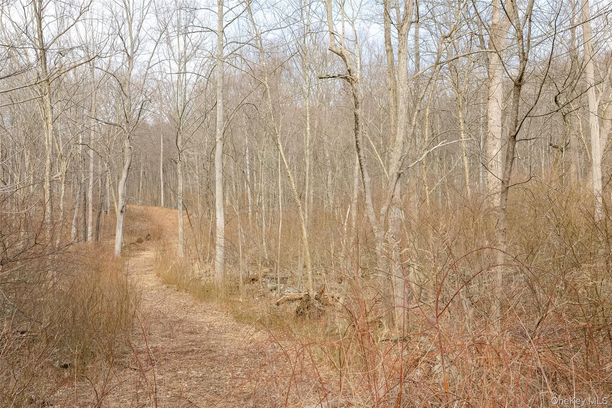 Path leading to homesite and old tennis court. Path leading to homesite and old tennis court.