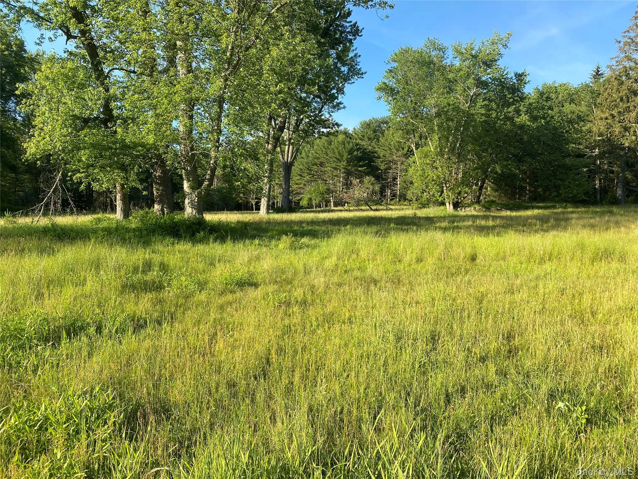 View of pasture and local wilderness View of pasture and local wilderness