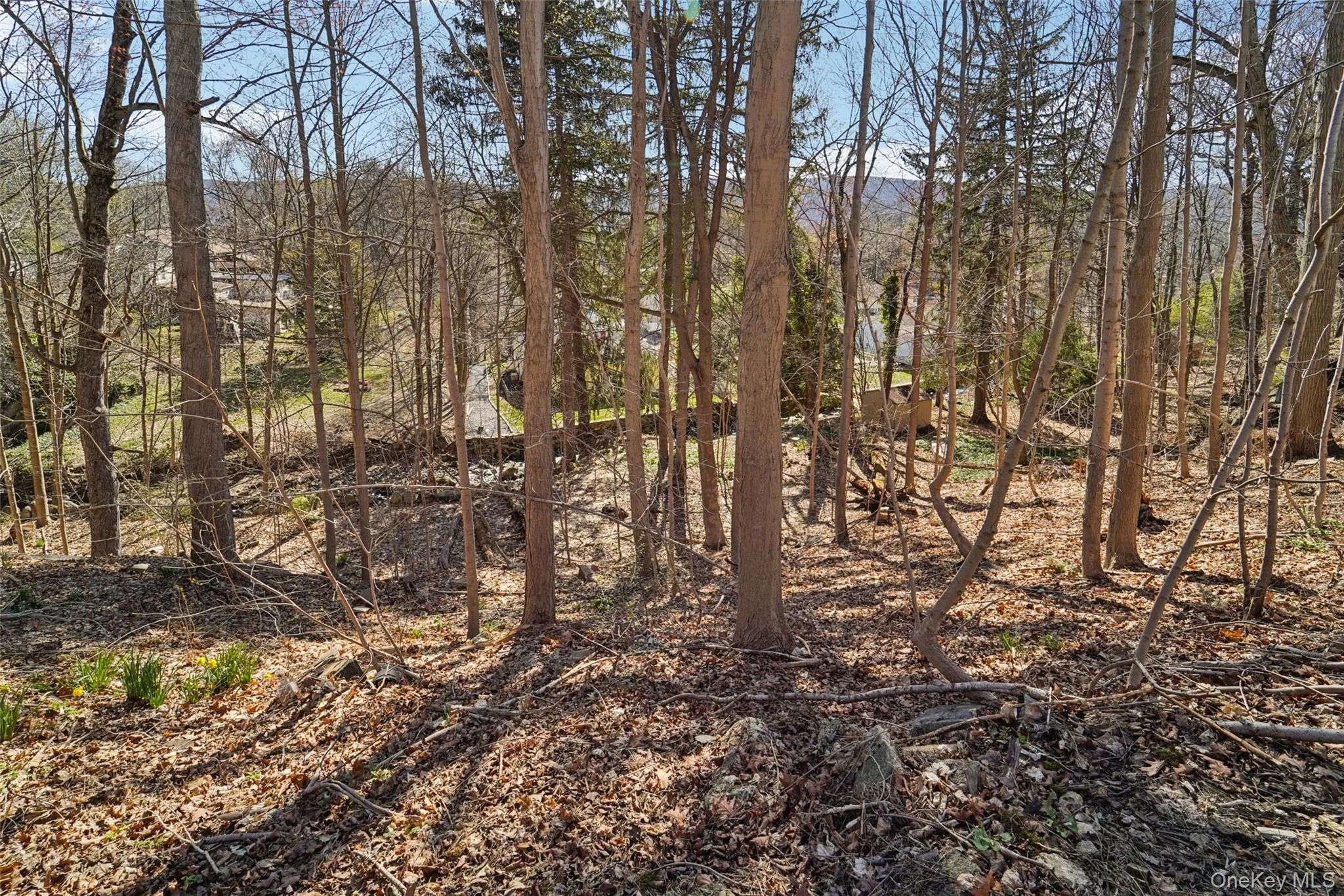Wooded section of backyard overlooking creek. Wooded section of backyard overlooking creek.