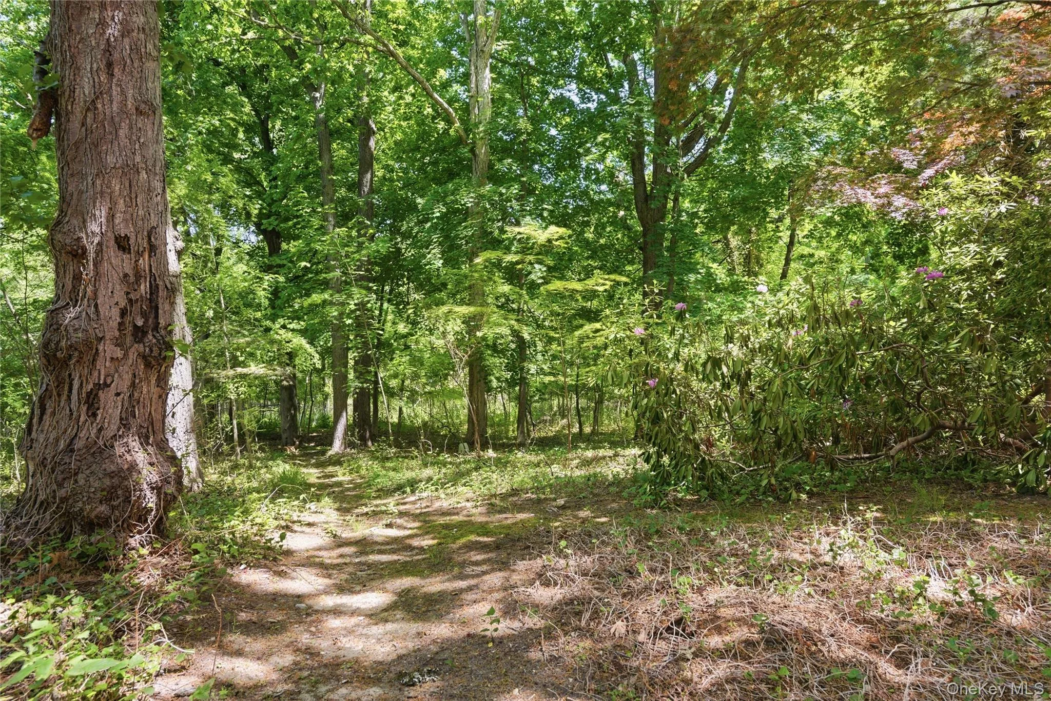 23 Abbey Lane, Brookhaven, NY, 4 Bedrooms Bedrooms, 8 Rooms Rooms,2 BathroomsBathrooms,Residential,For Rent,Abbey,0,980729 23 Abbey Lane, Brookhaven, NY, 4 Bedrooms Bedrooms, 8 Rooms Rooms,2 BathroomsBathrooms,Residential,For Rent,Abbey,0,980729