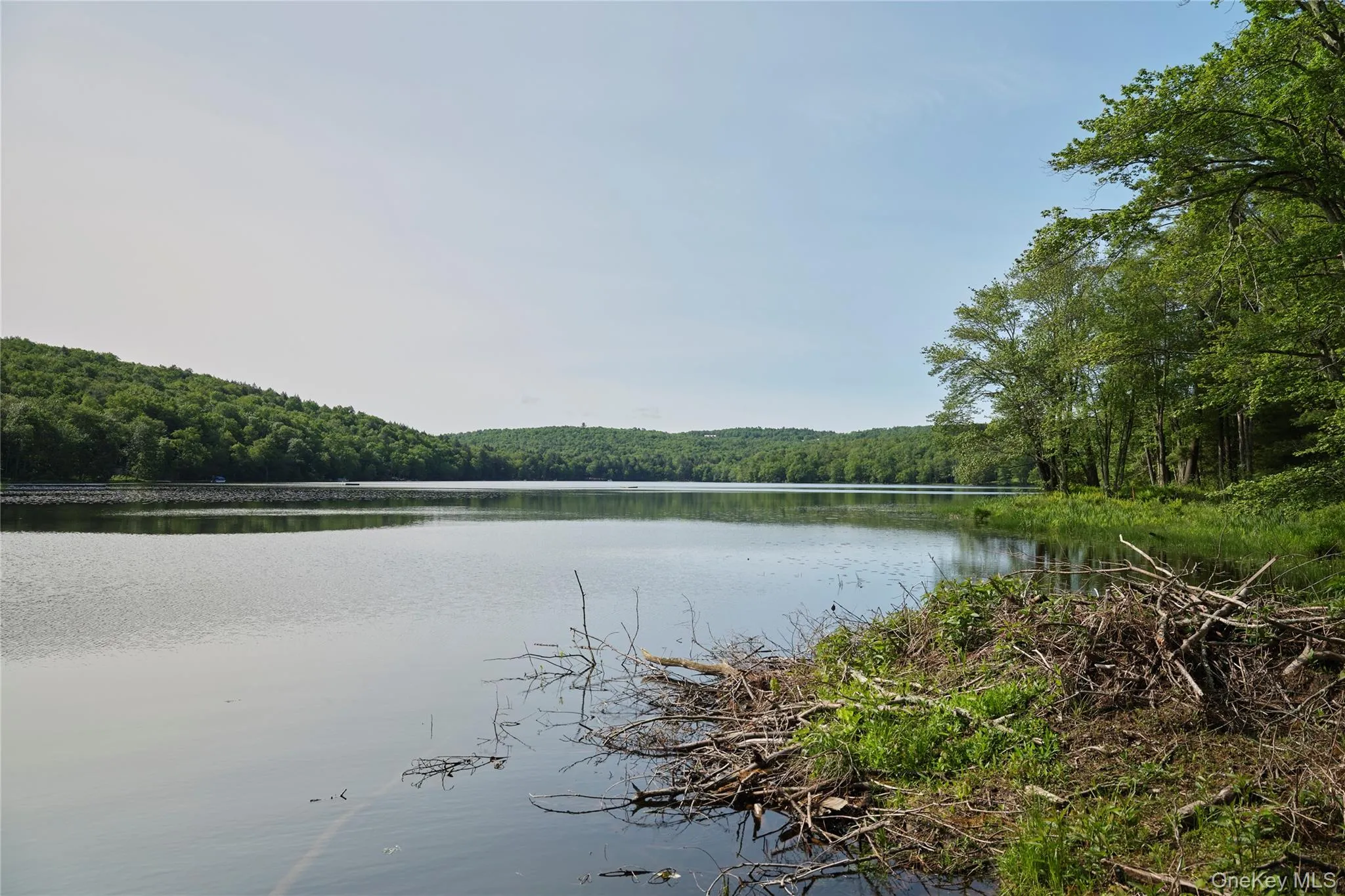 Water view with a forest Water view with a forest