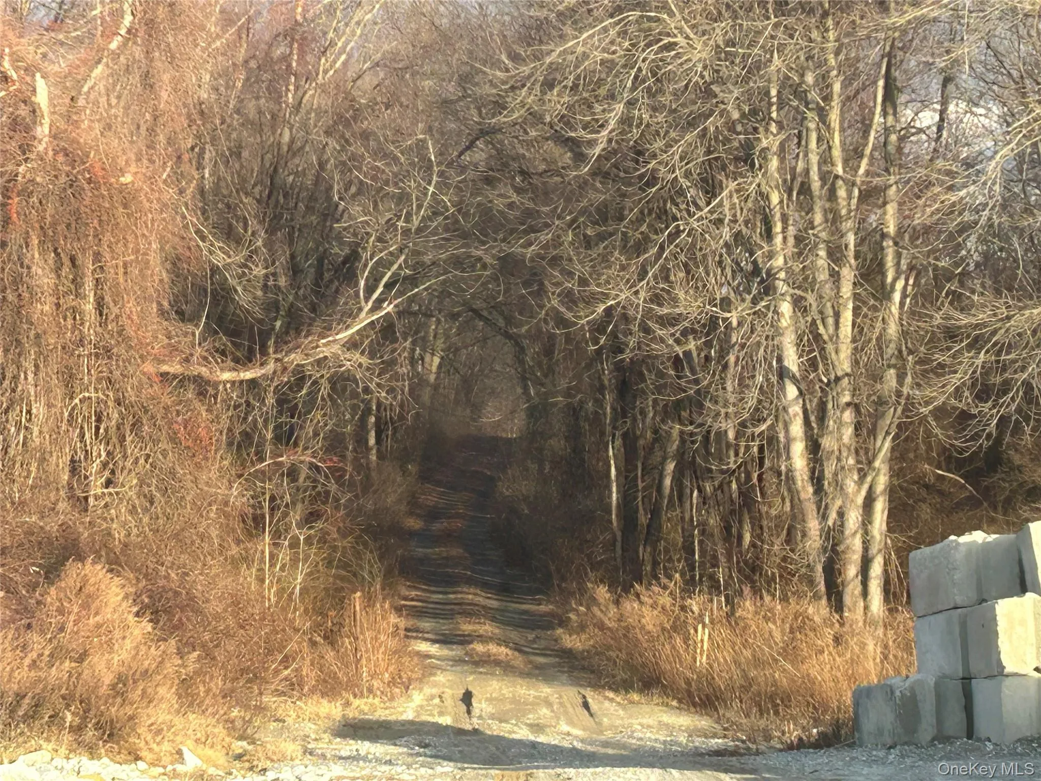 View of nature View of nature