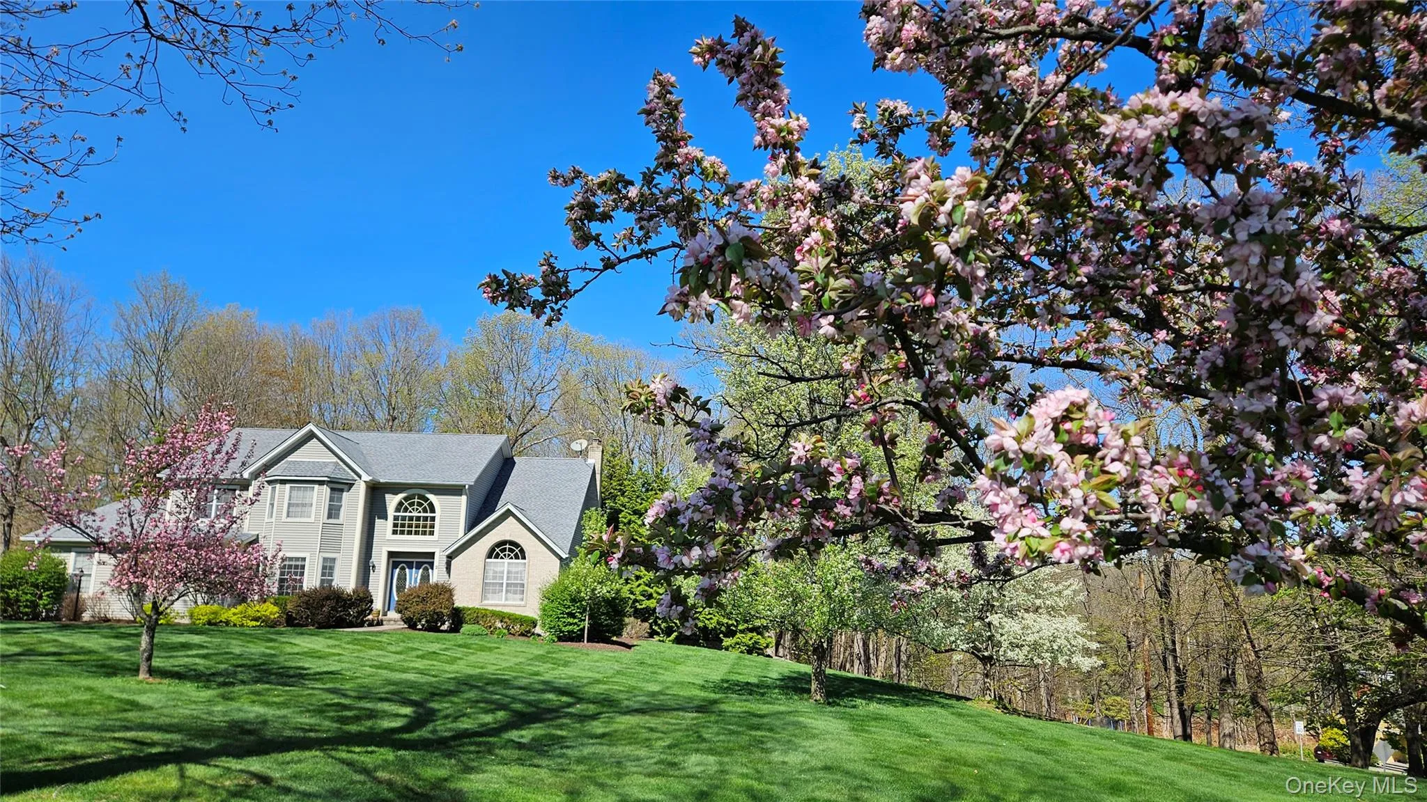 Many mature trees with vibrant pink and white colors bloom in spring. Many mature trees with vibrant pink and white colors bloom in spring.