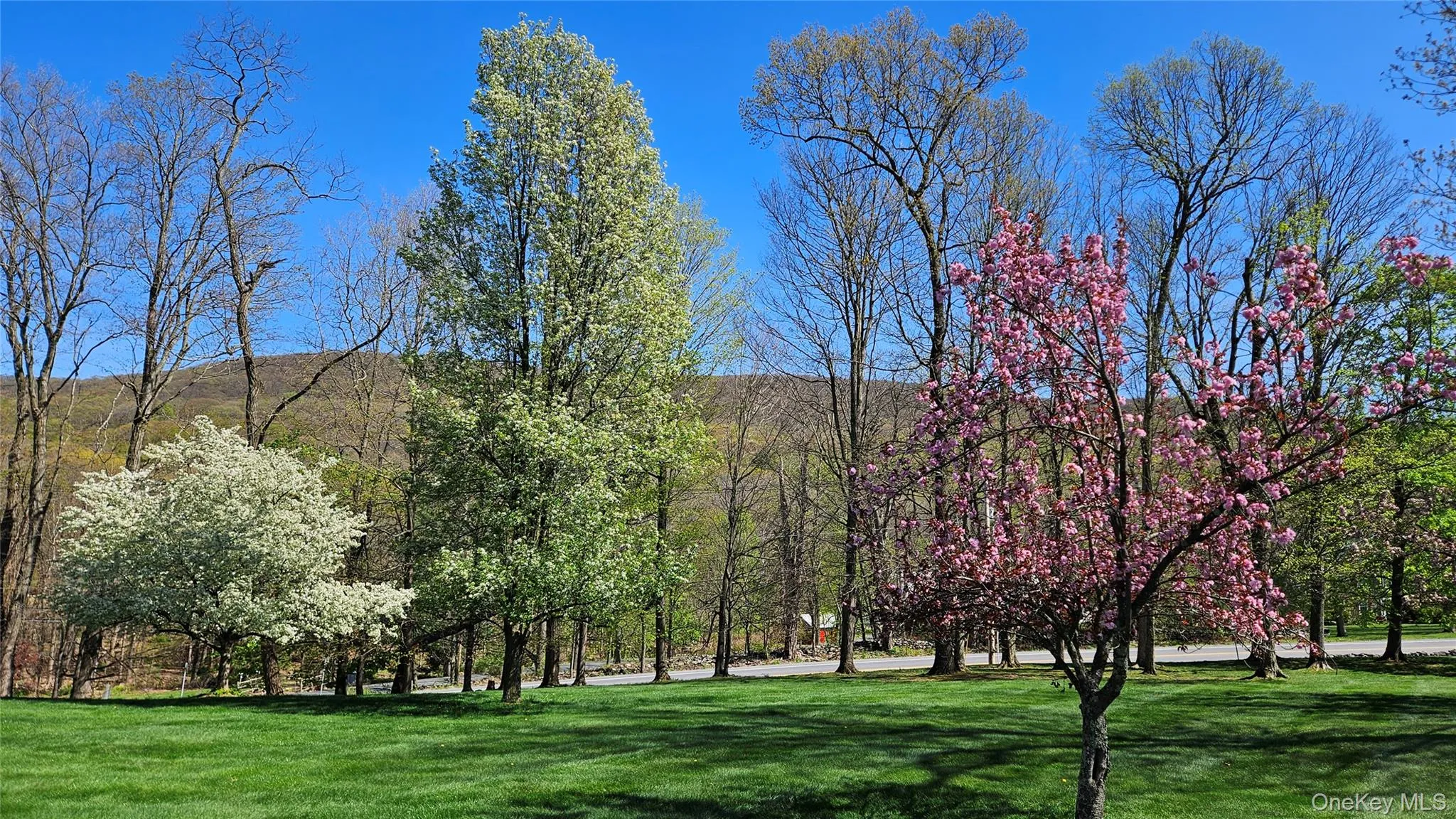 Mature trees bloom in spring. Mature trees bloom in spring.