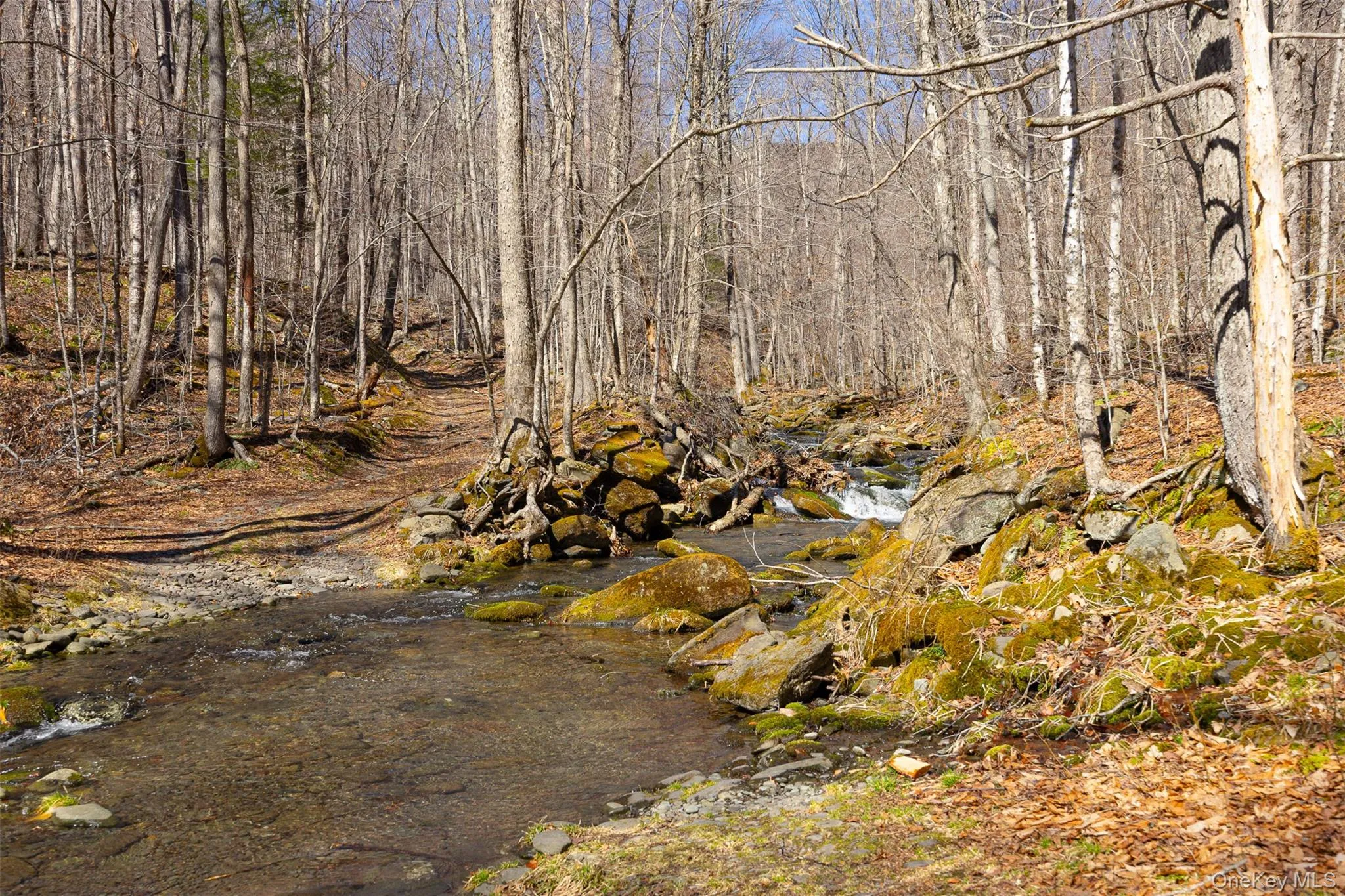 View of local wilderness View of local wilderness