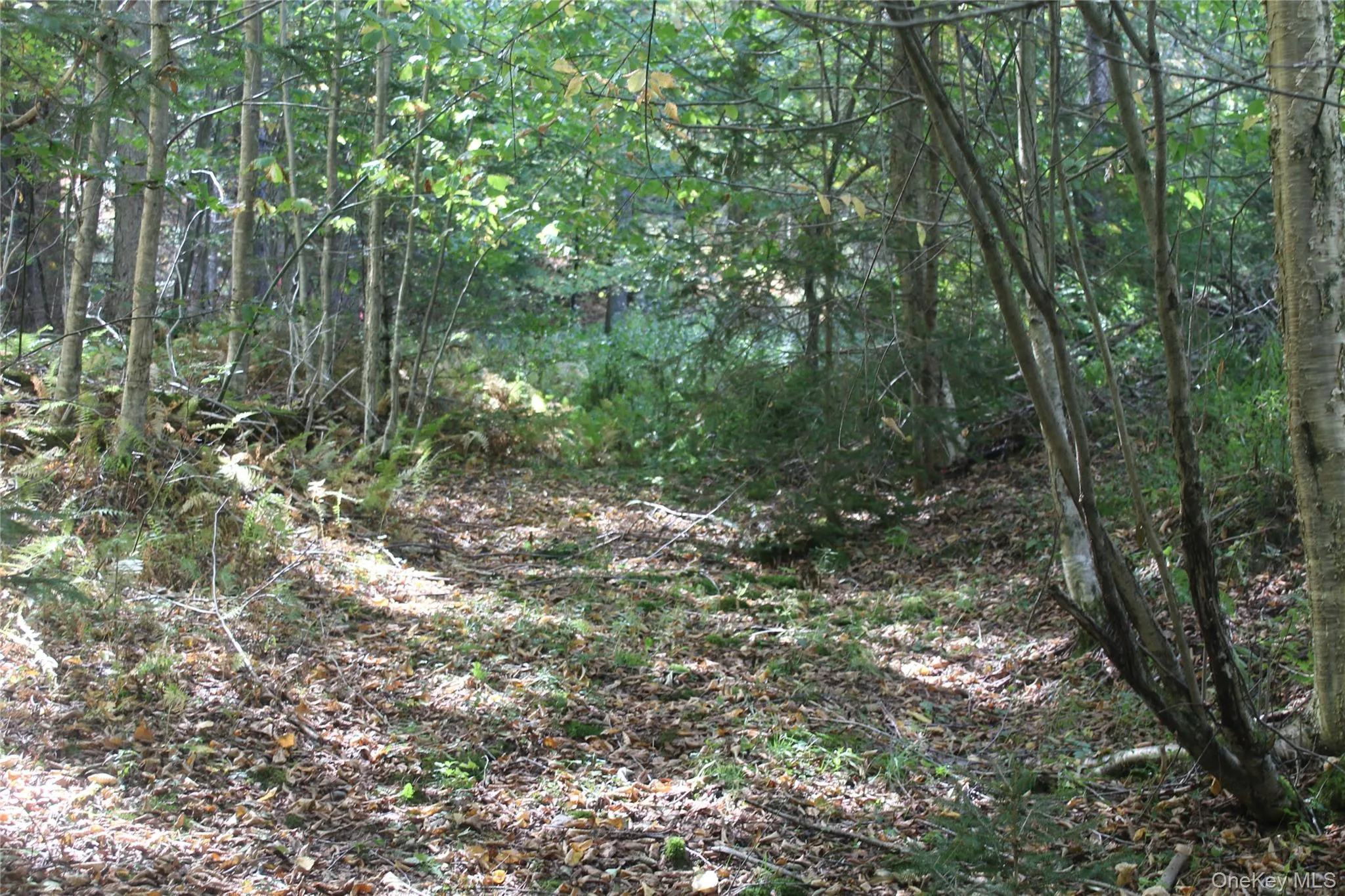Trout Brook Road, Fremont, NY, ,Land,For Rent,Trout Brook,0,983521 Trout Brook Road, Fremont, NY, ,Land,For Rent,Trout Brook,0,983521