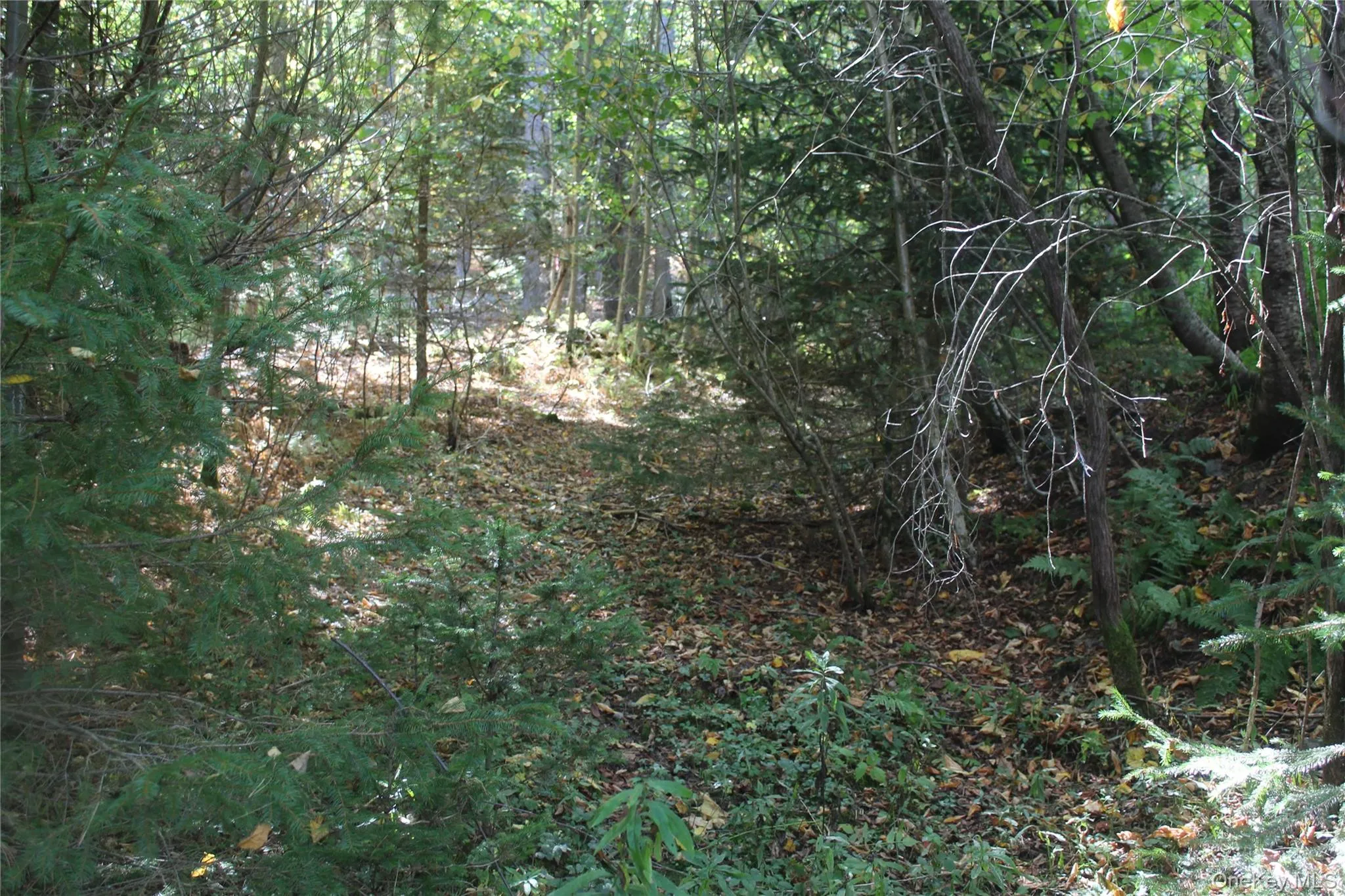 Trout Brook Road, Fremont, NY, ,Land,For Rent,Trout Brook,0,983521 Trout Brook Road, Fremont, NY, ,Land,For Rent,Trout Brook,0,983521