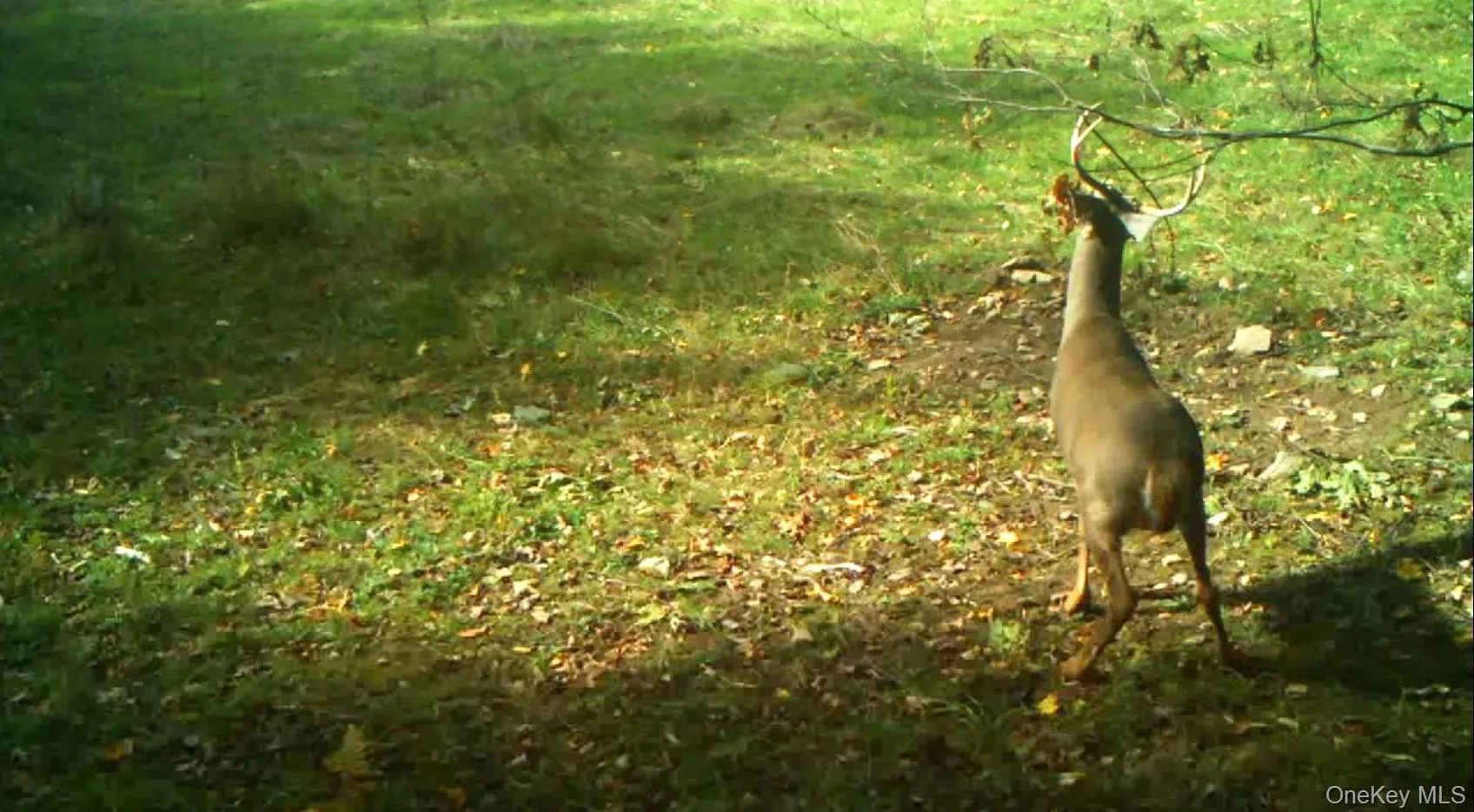 Gregory Hollow Road, Hamden, NY, ,Land,For Rent,Gregory Hollow,0,983534 Gregory Hollow Road, Hamden, NY, ,Land,For Rent,Gregory Hollow,0,983534