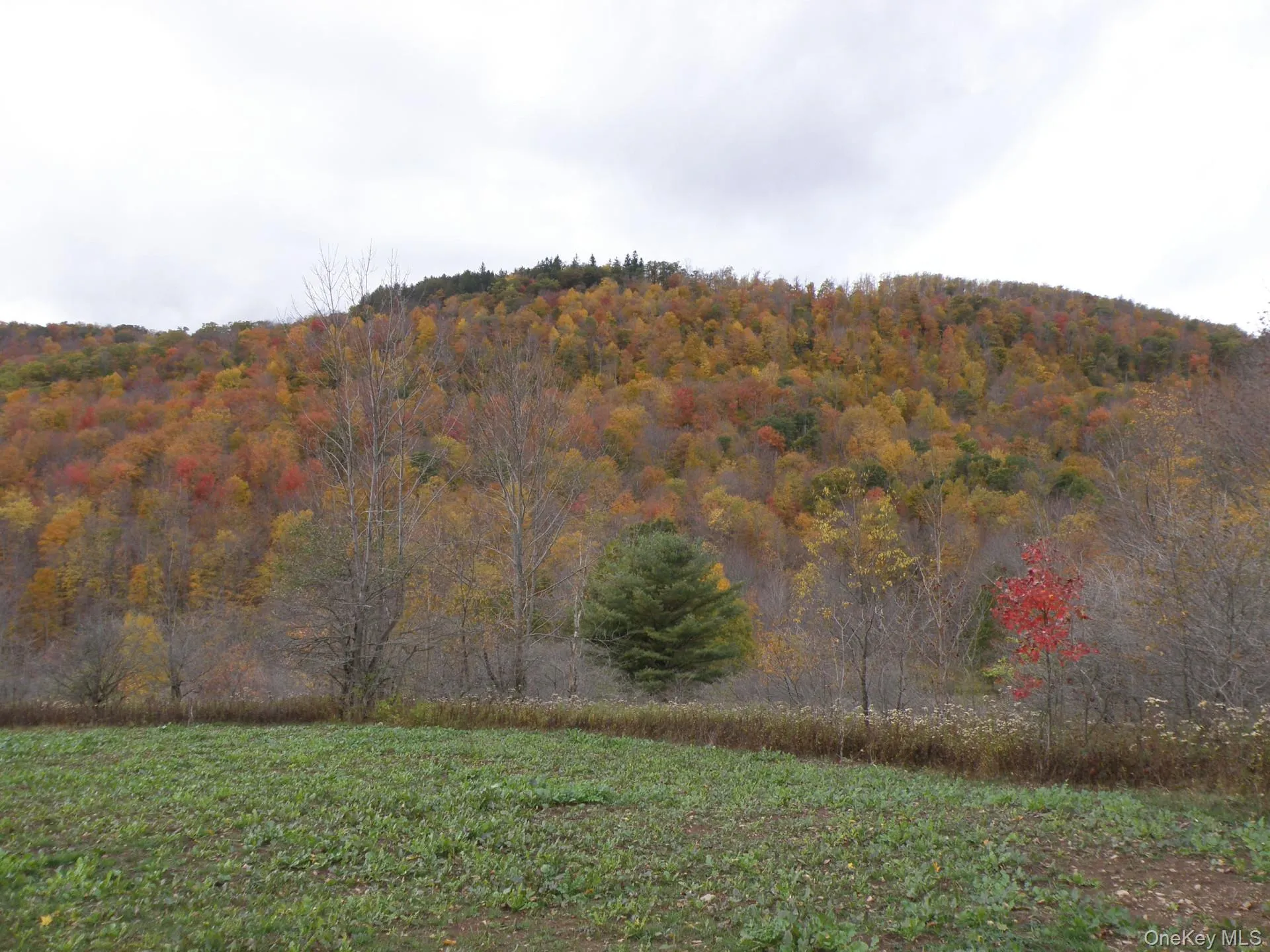 Gregory Hollow Road, Hamden, NY, ,Land,For Rent,Gregory Hollow,0,983534 Gregory Hollow Road, Hamden, NY, ,Land,For Rent,Gregory Hollow,0,983534