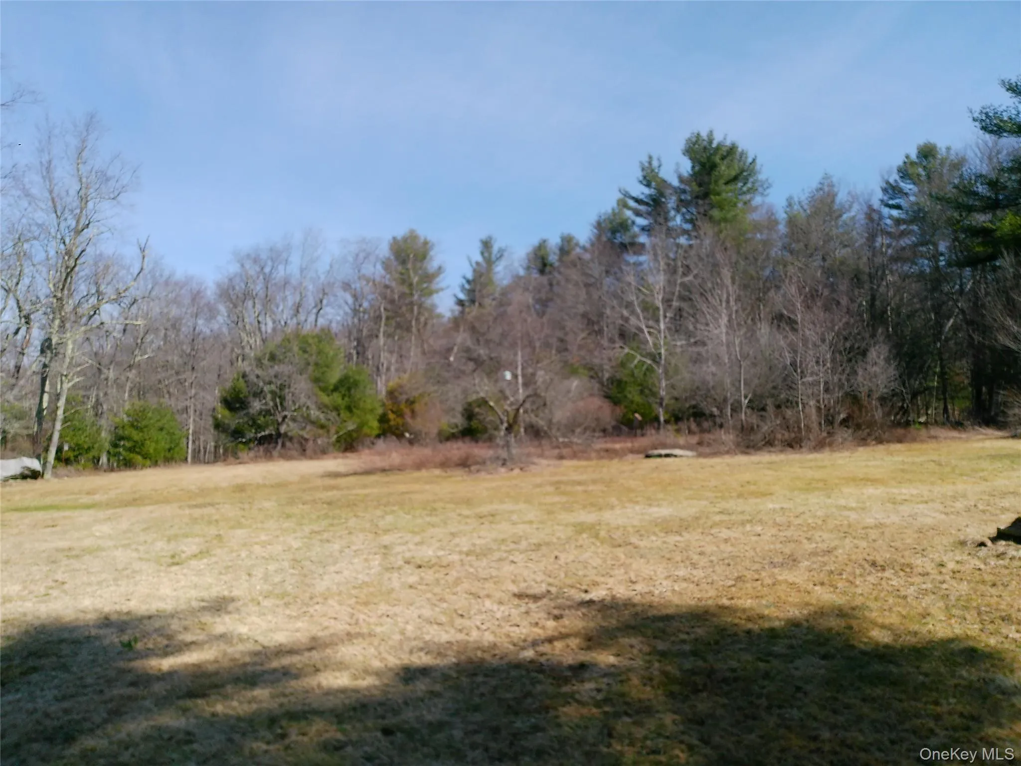 backyard backyard