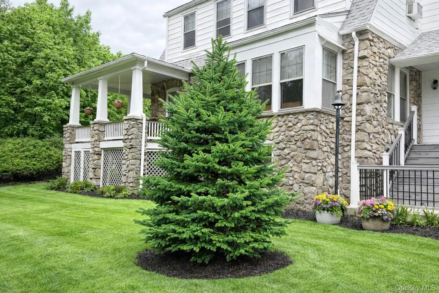 Beautiful evergreen Beautiful evergreen