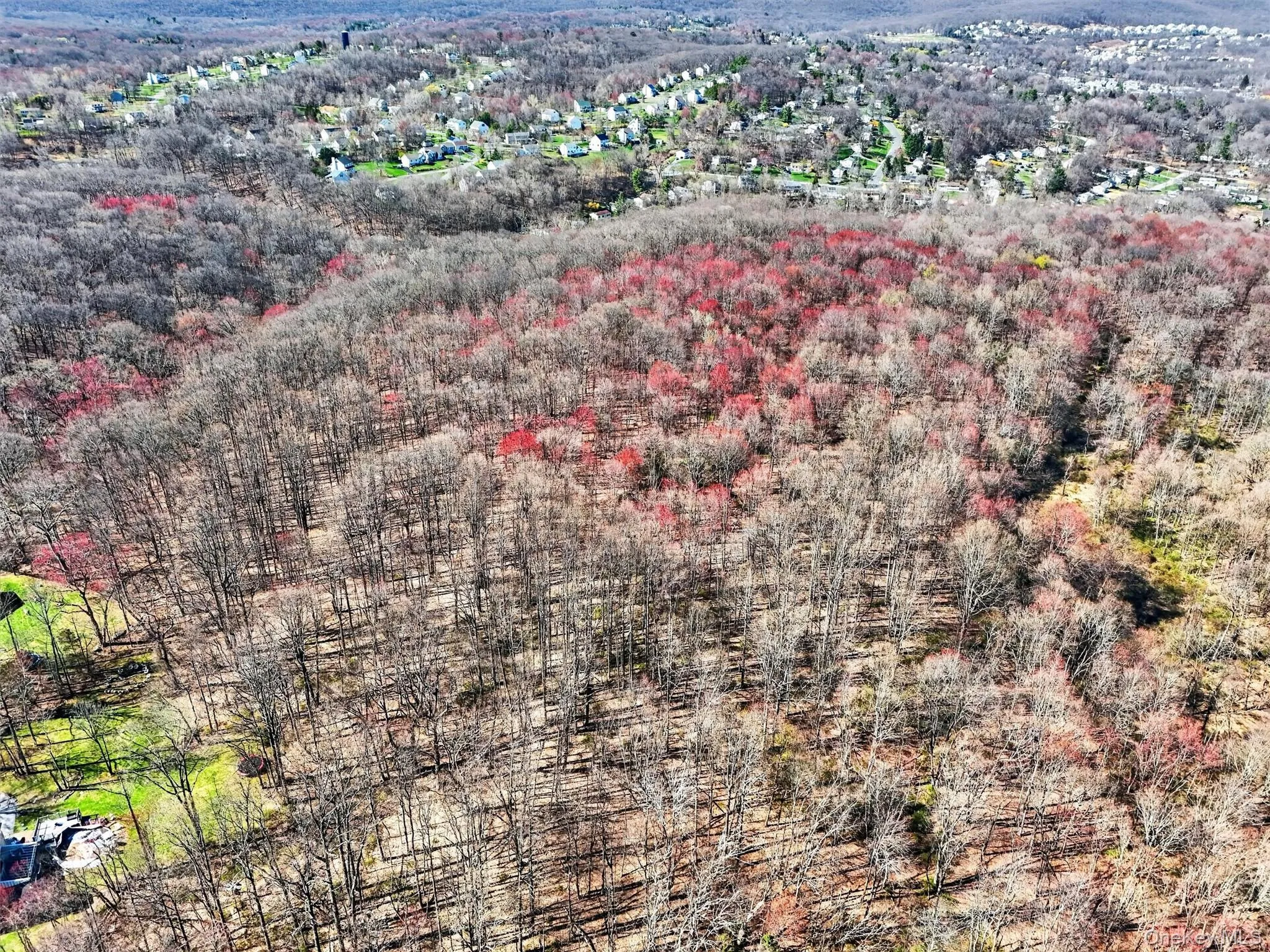 View of wooded portion of land View of wooded portion of land