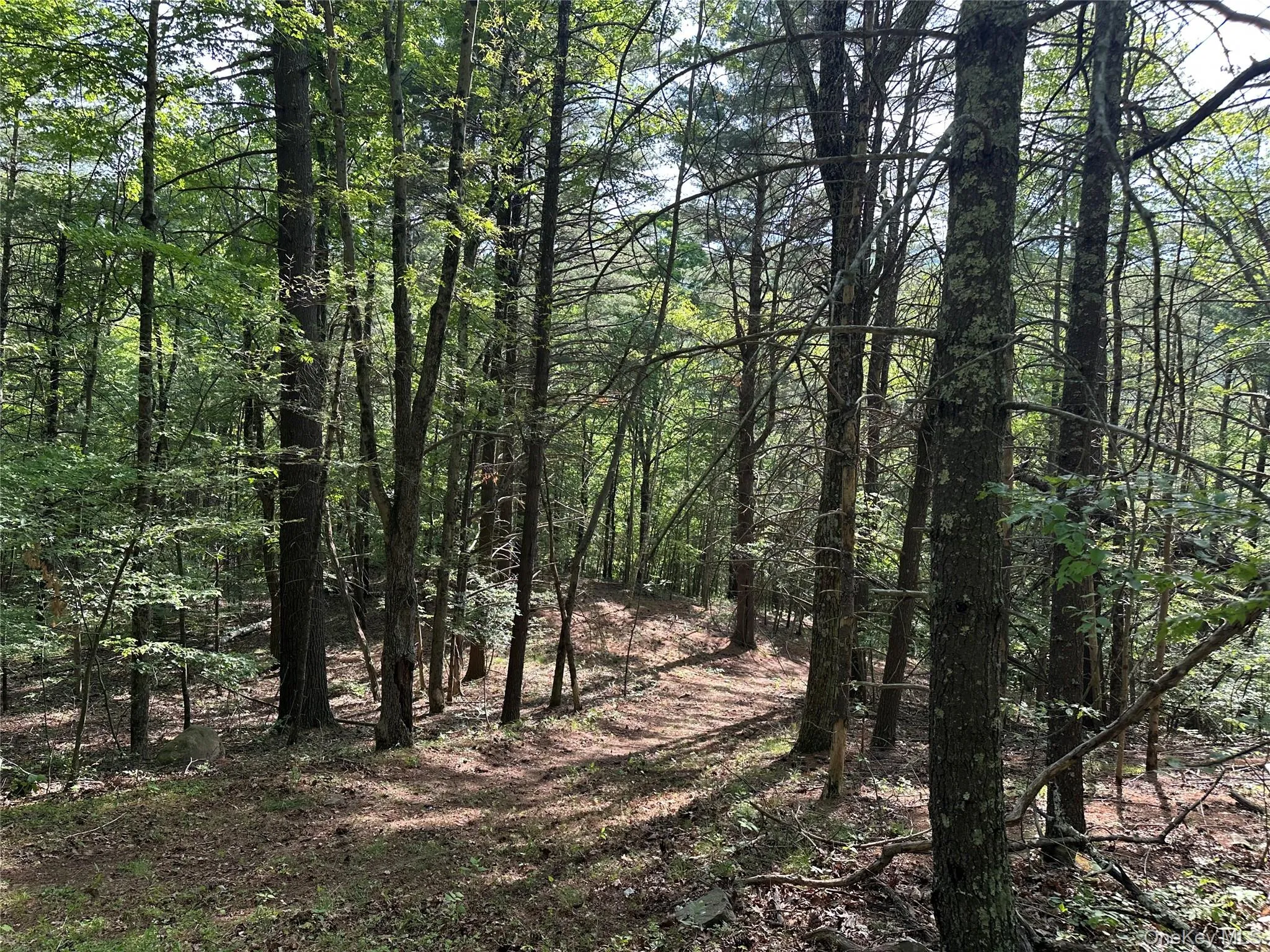 804 Hearts Content Road, Cairo, NY, ,Land,For Rent,Hearts Content,0,985262 804 Hearts Content Road, Cairo, NY, ,Land,For Rent,Hearts Content,0,985262