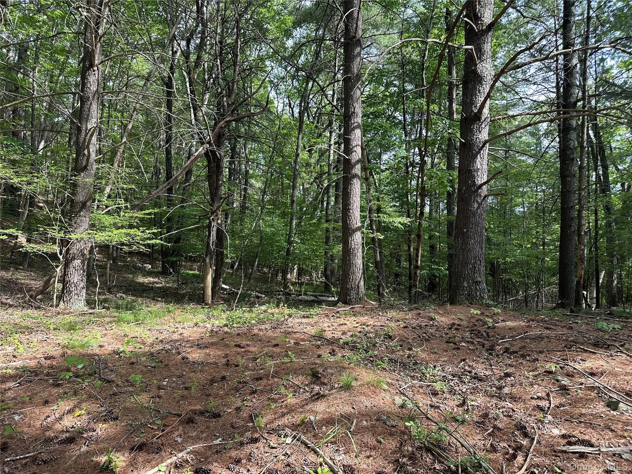 804 Hearts Content Road, Cairo, NY, ,Land,For Rent,Hearts Content,0,985262 804 Hearts Content Road, Cairo, NY, ,Land,For Rent,Hearts Content,0,985262