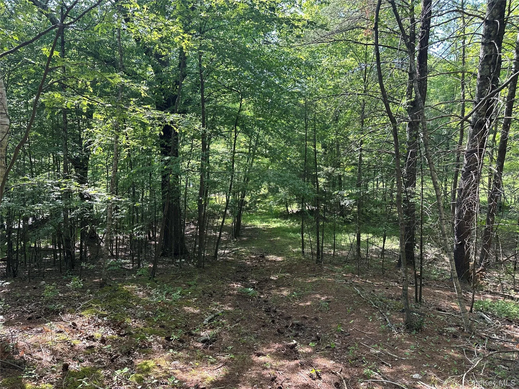 804 Hearts Content Road, Cairo, NY, ,Land,For Rent,Hearts Content,0,985262 804 Hearts Content Road, Cairo, NY, ,Land,For Rent,Hearts Content,0,985262