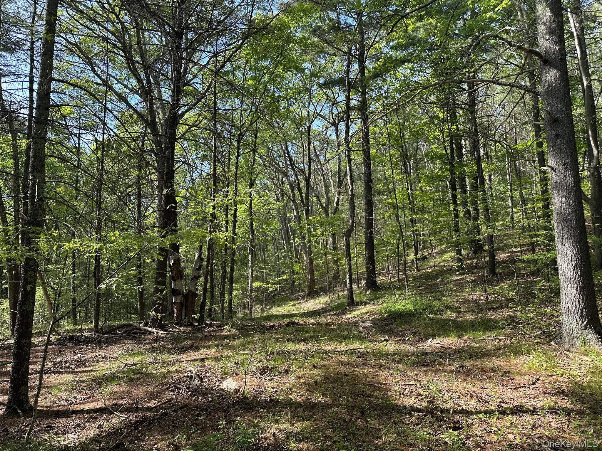 804 Hearts Content Road, Cairo, NY, ,Land,For Rent,Hearts Content,0,985262 804 Hearts Content Road, Cairo, NY, ,Land,For Rent,Hearts Content,0,985262