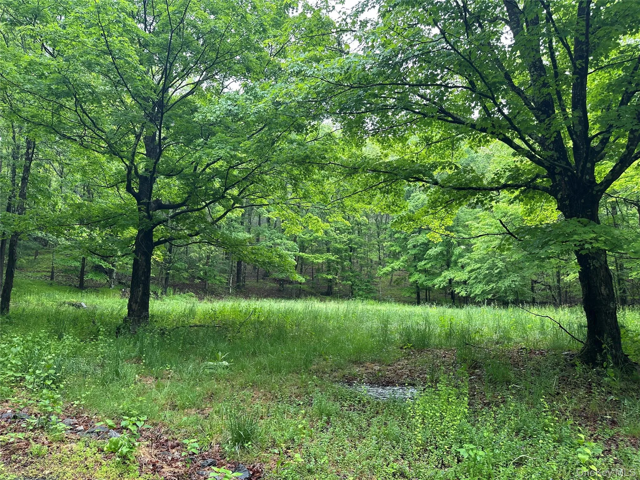 804 Hearts Content Road, Cairo, NY, ,Land,For Rent,Hearts Content,0,985262 804 Hearts Content Road, Cairo, NY, ,Land,For Rent,Hearts Content,0,985262