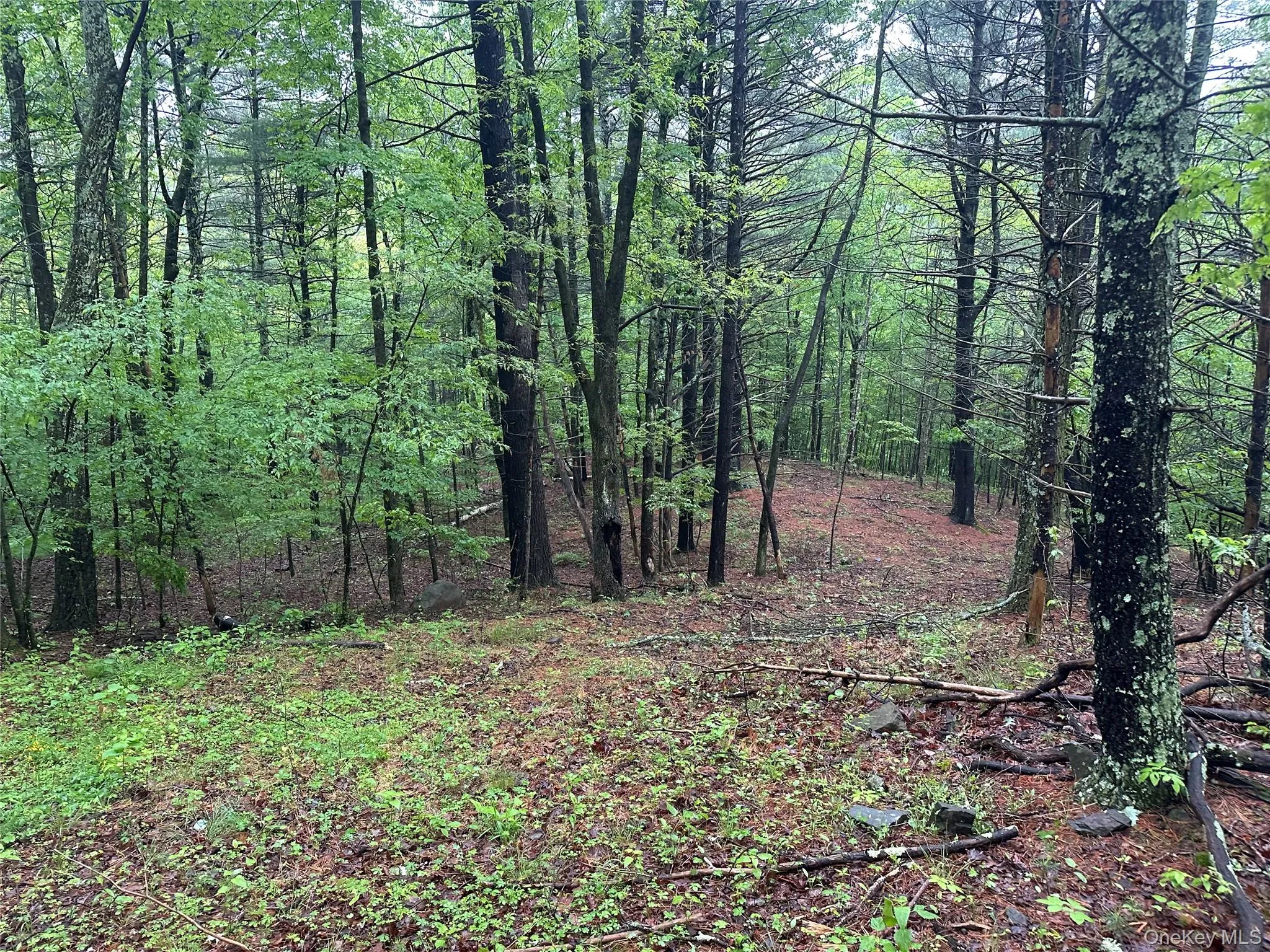 804 Hearts Content Road, Cairo, NY, ,Land,For Rent,Hearts Content,0,985262 804 Hearts Content Road, Cairo, NY, ,Land,For Rent,Hearts Content,0,985262