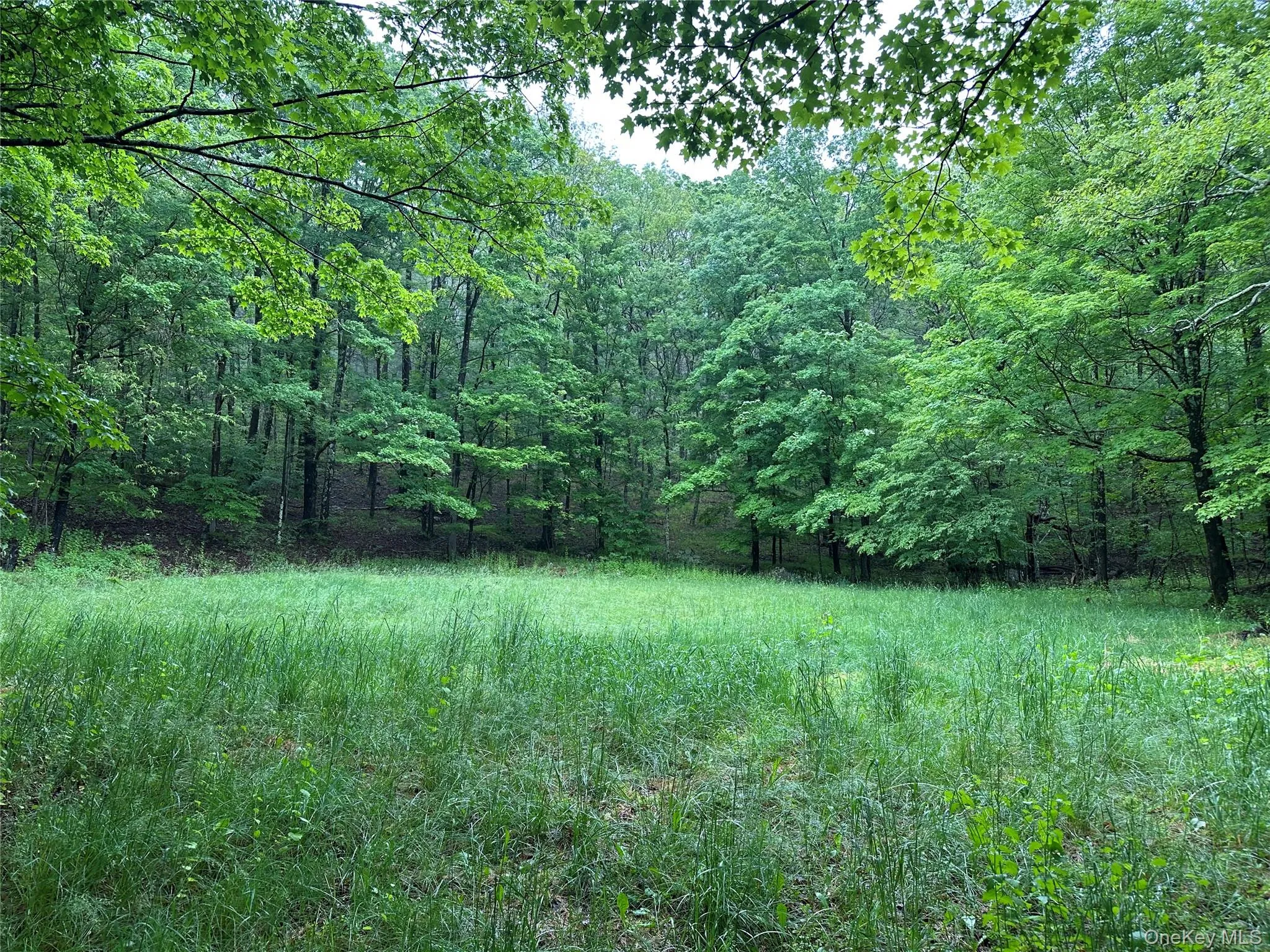 804 Hearts Content Road, Cairo, NY, ,Land,For Rent,Hearts Content,0,985262 804 Hearts Content Road, Cairo, NY, ,Land,For Rent,Hearts Content,0,985262