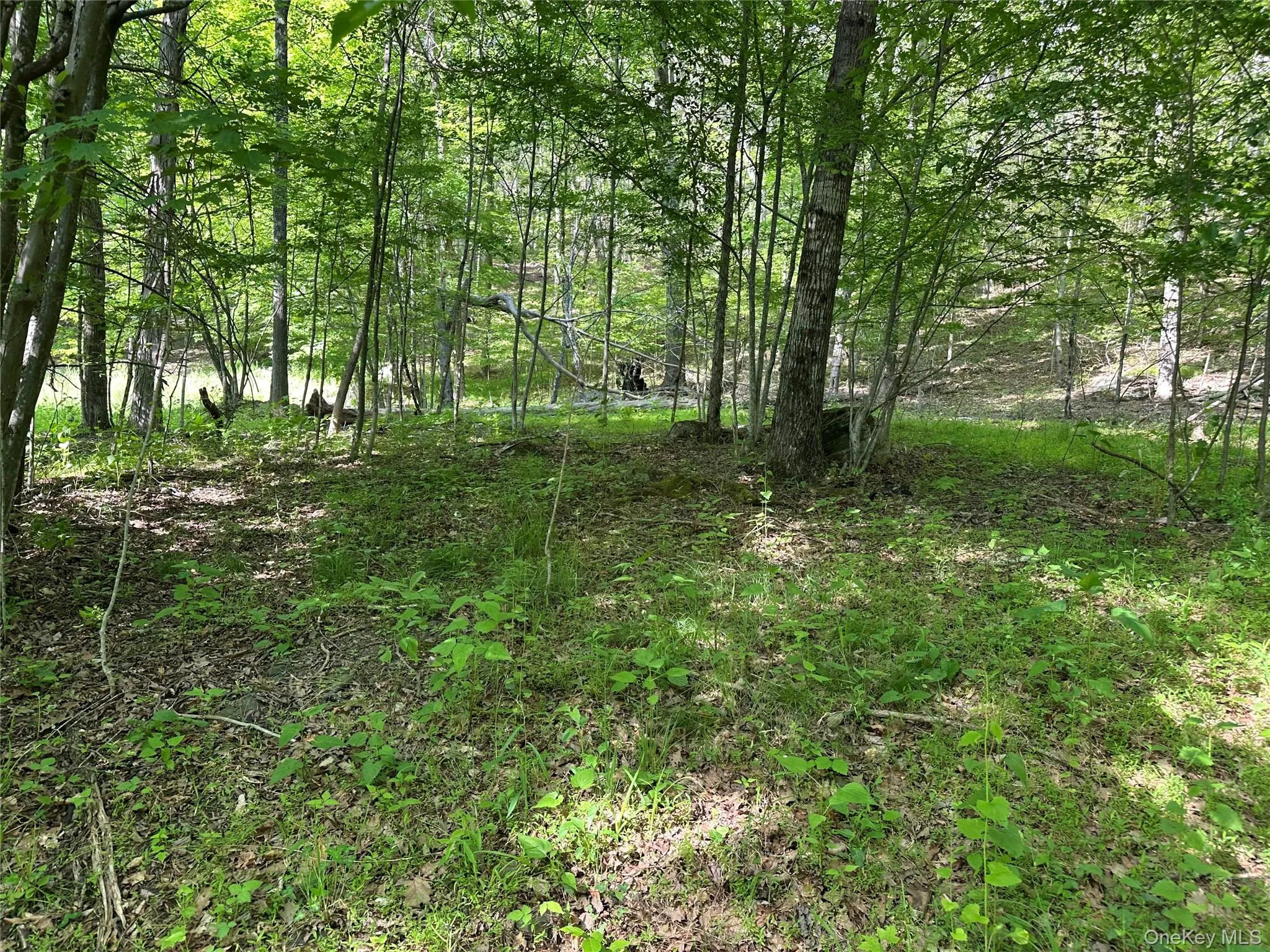 804 Hearts Content Road, Cairo, NY, ,Land,For Rent,Hearts Content,0,985262 804 Hearts Content Road, Cairo, NY, ,Land,For Rent,Hearts Content,0,985262