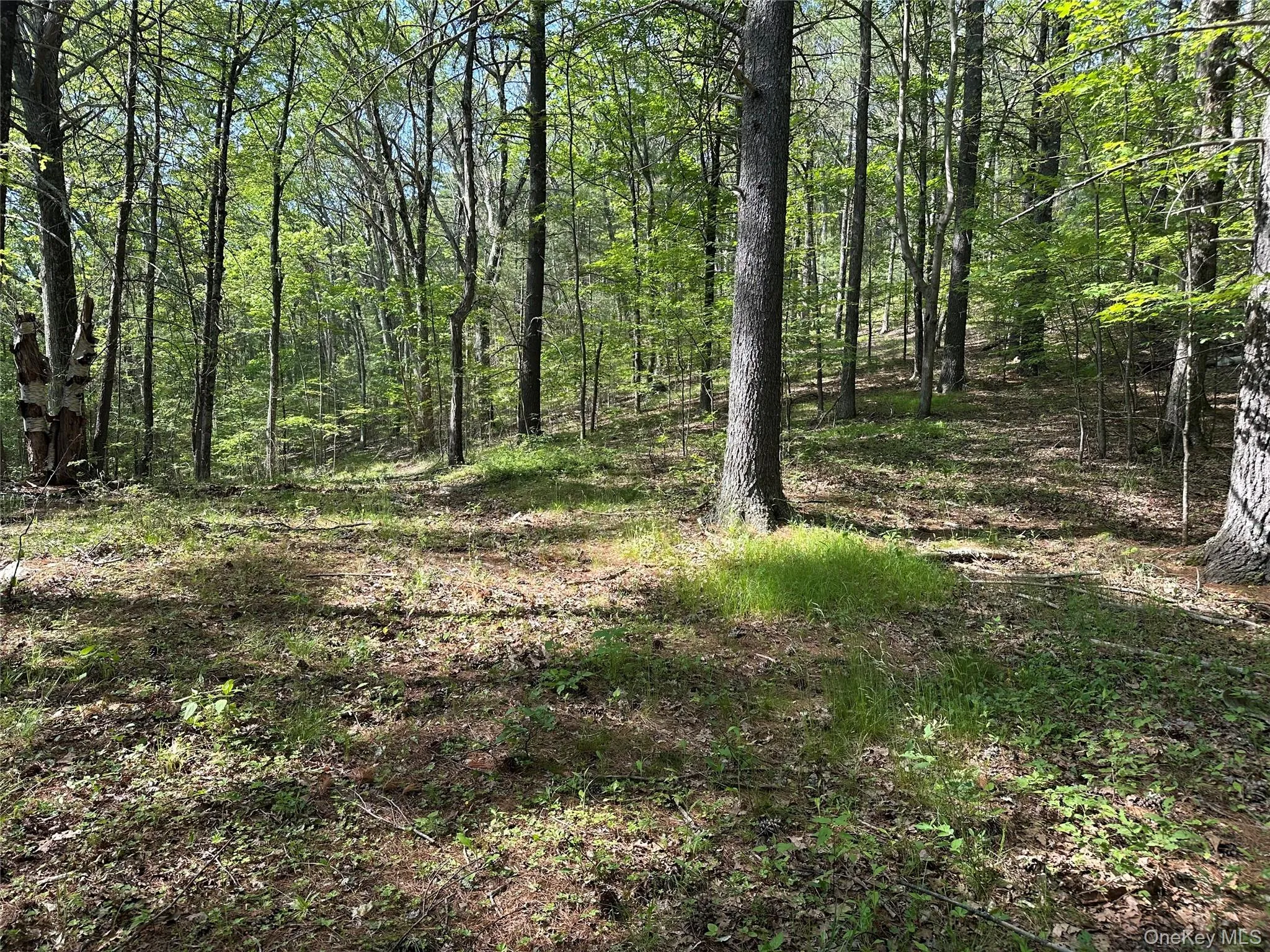 804 Hearts Content Road, Cairo, NY, ,Land,For Rent,Hearts Content,0,985262 804 Hearts Content Road, Cairo, NY, ,Land,For Rent,Hearts Content,0,985262