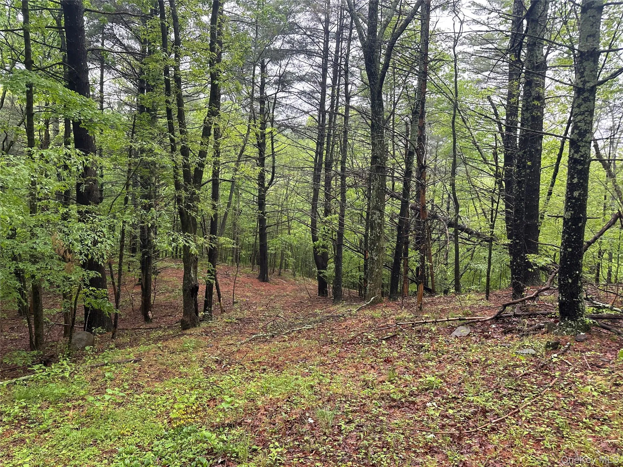 804 Hearts Content Road, Cairo, NY, ,Land,For Rent,Hearts Content,0,985262 804 Hearts Content Road, Cairo, NY, ,Land,For Rent,Hearts Content,0,985262
