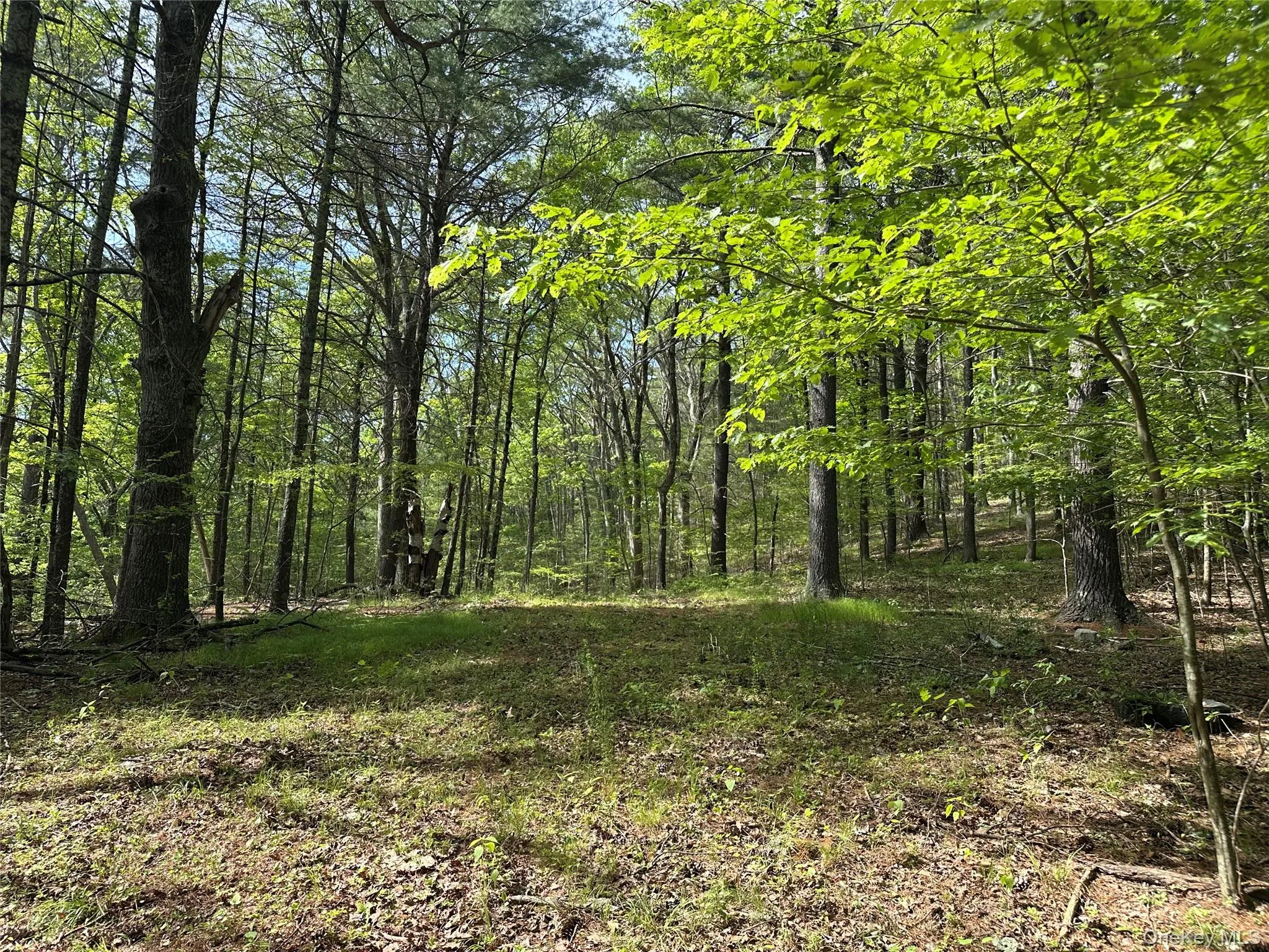 804 Hearts Content Road, Cairo, NY, ,Land,For Rent,Hearts Content,0,985262 804 Hearts Content Road, Cairo, NY, ,Land,For Rent,Hearts Content,0,985262