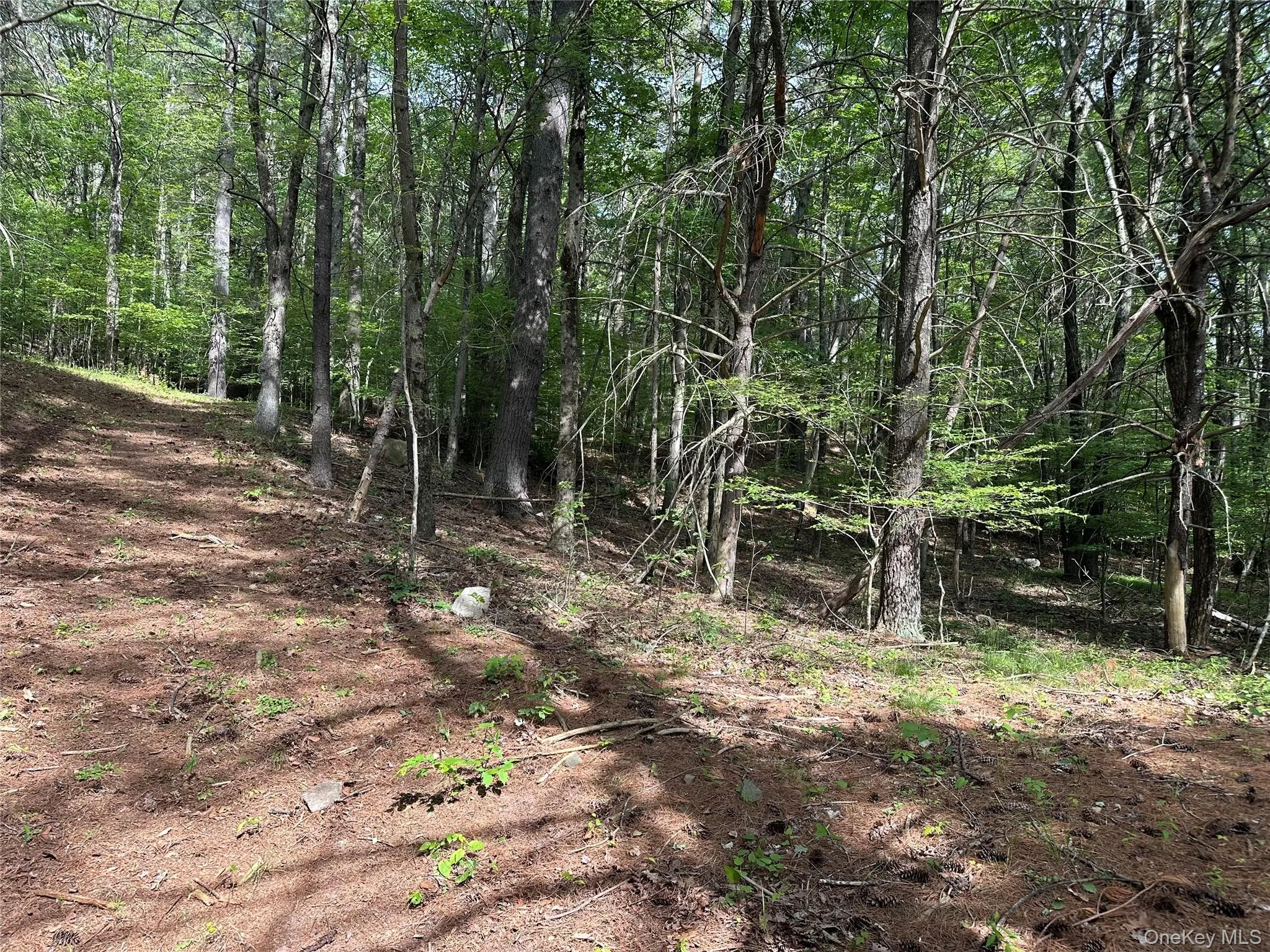 804 Hearts Content Road, Cairo, NY, ,Land,For Rent,Hearts Content,0,985262 804 Hearts Content Road, Cairo, NY, ,Land,For Rent,Hearts Content,0,985262