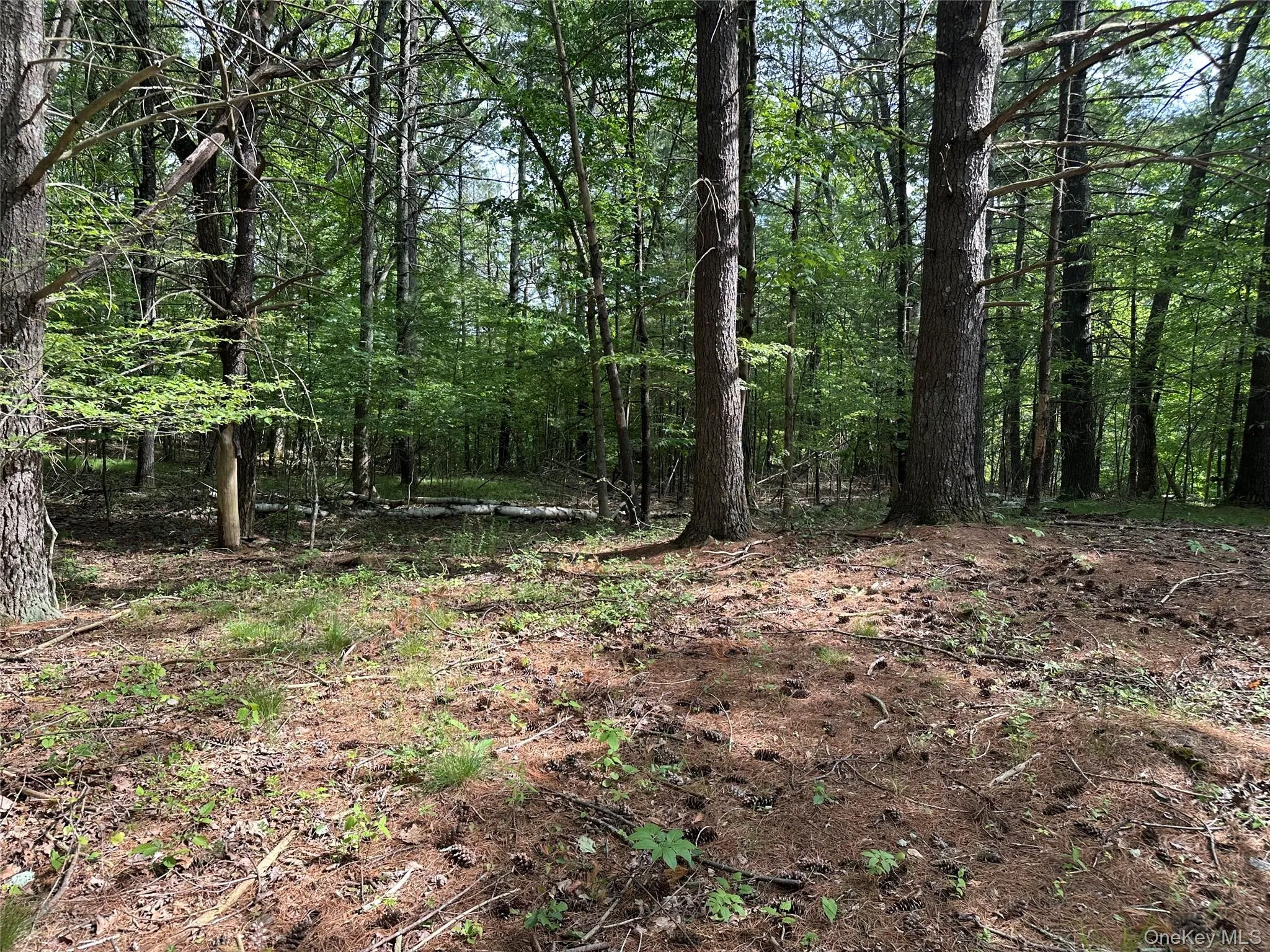804 Hearts Content Road, Cairo, NY, ,Land,For Rent,Hearts Content,0,985262 804 Hearts Content Road, Cairo, NY, ,Land,For Rent,Hearts Content,0,985262