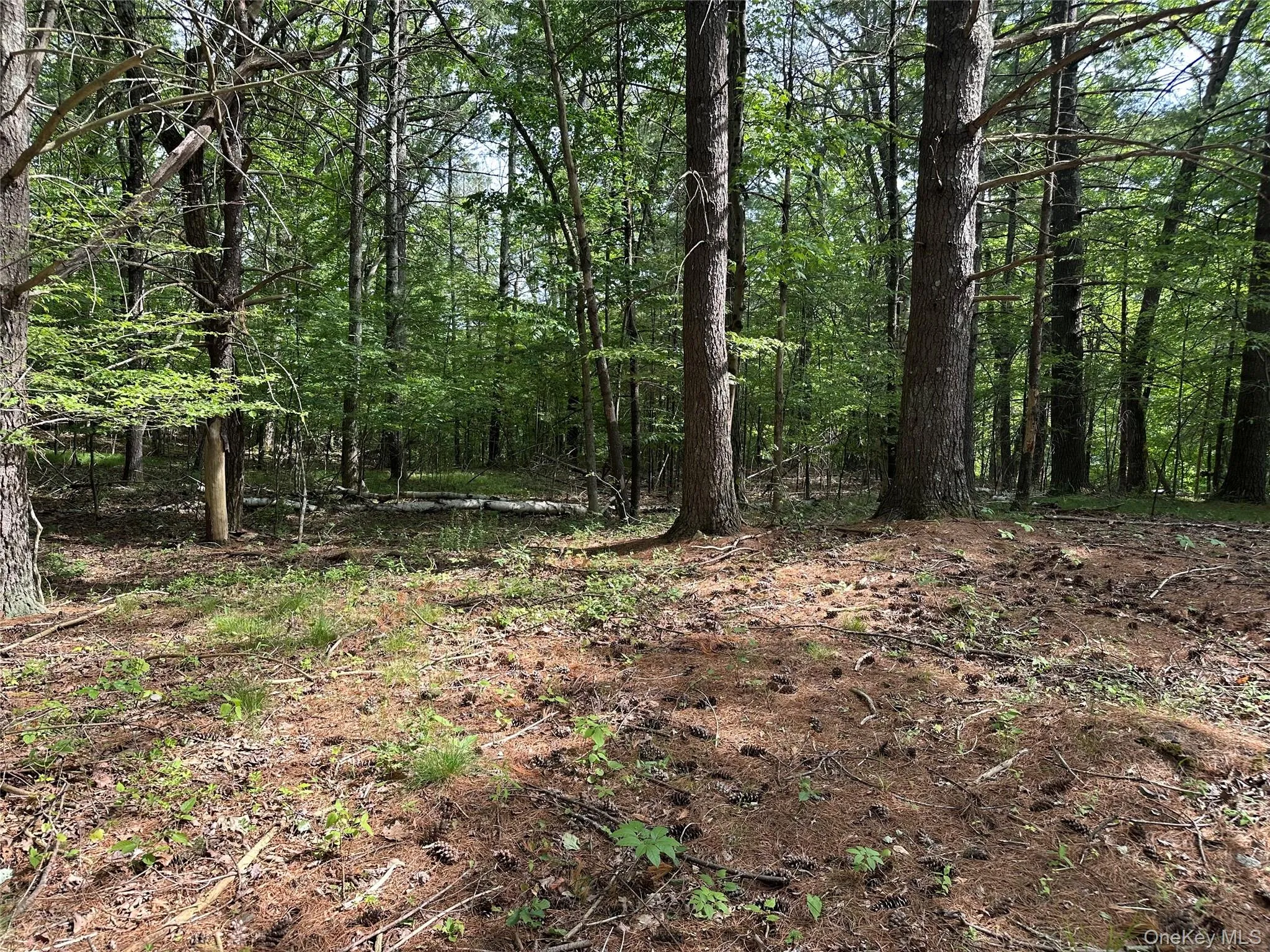 804 Hearts Content Road, Cairo, NY, ,Land,For Rent,Hearts Content,0,985262 804 Hearts Content Road, Cairo, NY, ,Land,For Rent,Hearts Content,0,985262