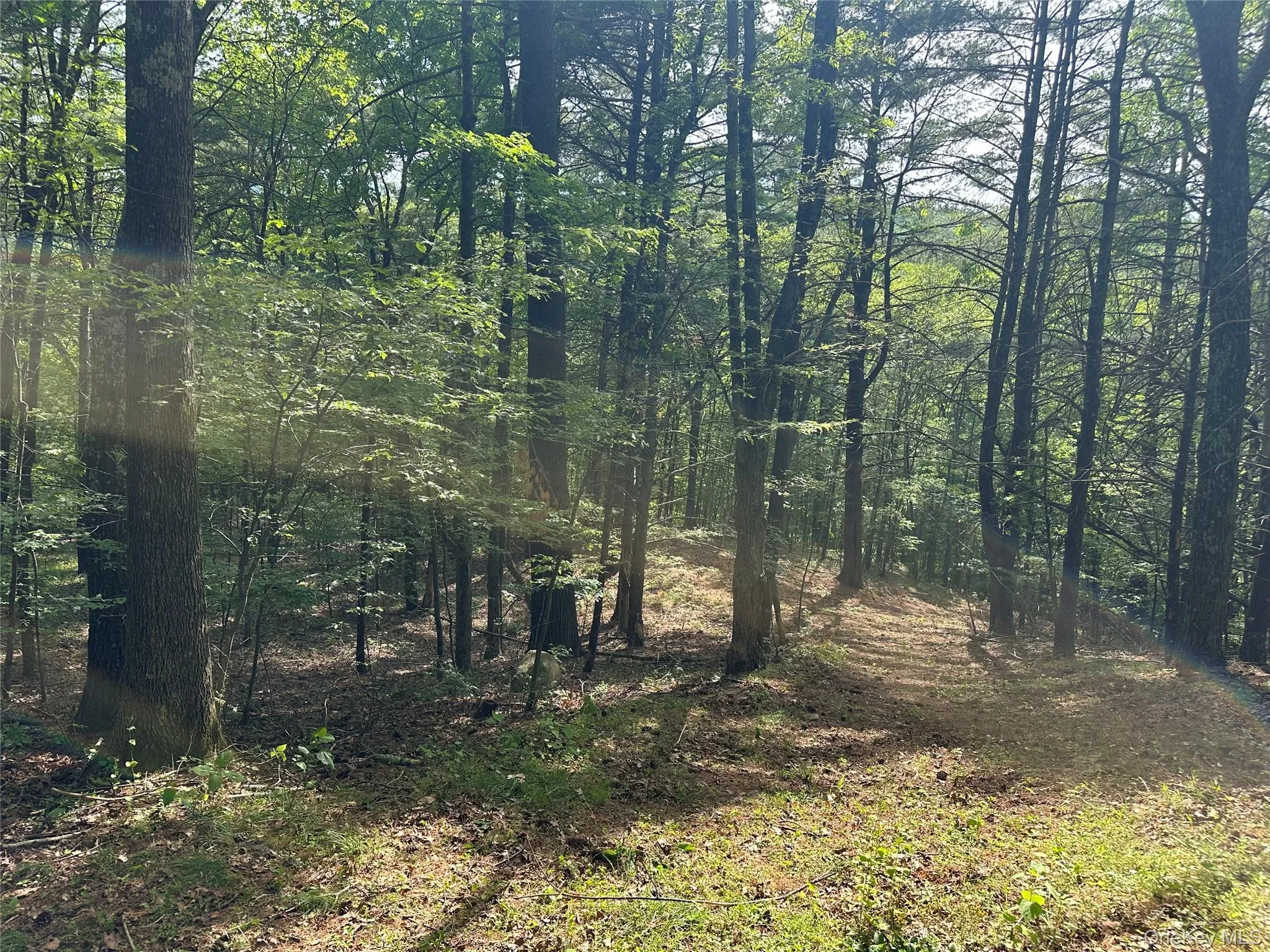 804 Hearts Content Road, Cairo, NY, ,Land,For Rent,Hearts Content,0,985262 804 Hearts Content Road, Cairo, NY, ,Land,For Rent,Hearts Content,0,985262